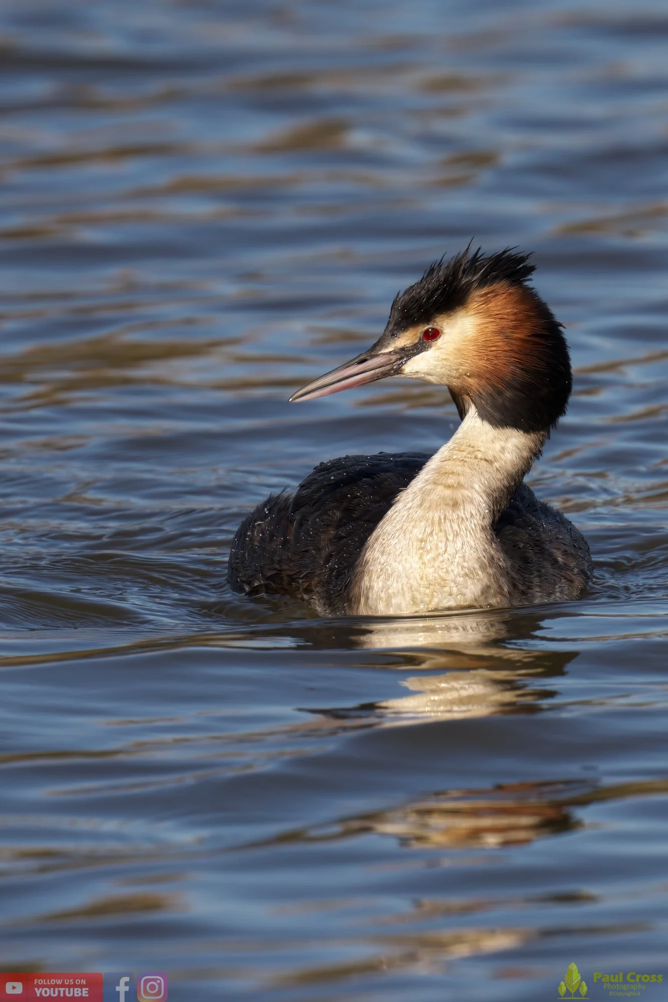 Great Crested Grebe-00762.jpg