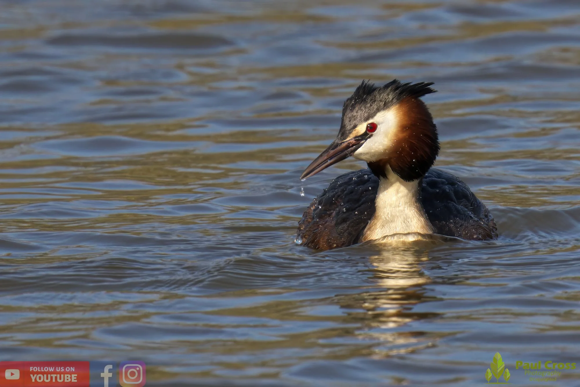 Great Crested Grebe-00779.jpg