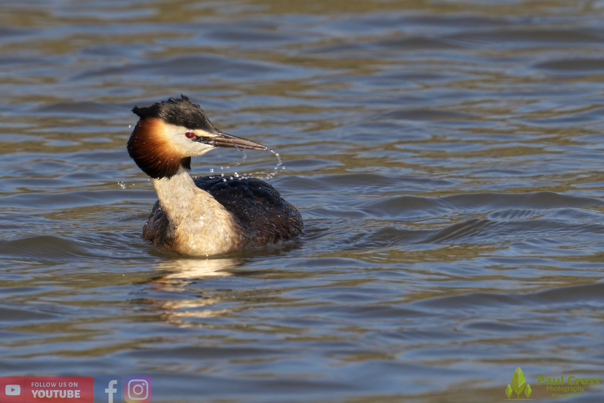 Great Crested Grebe-00780.jpg