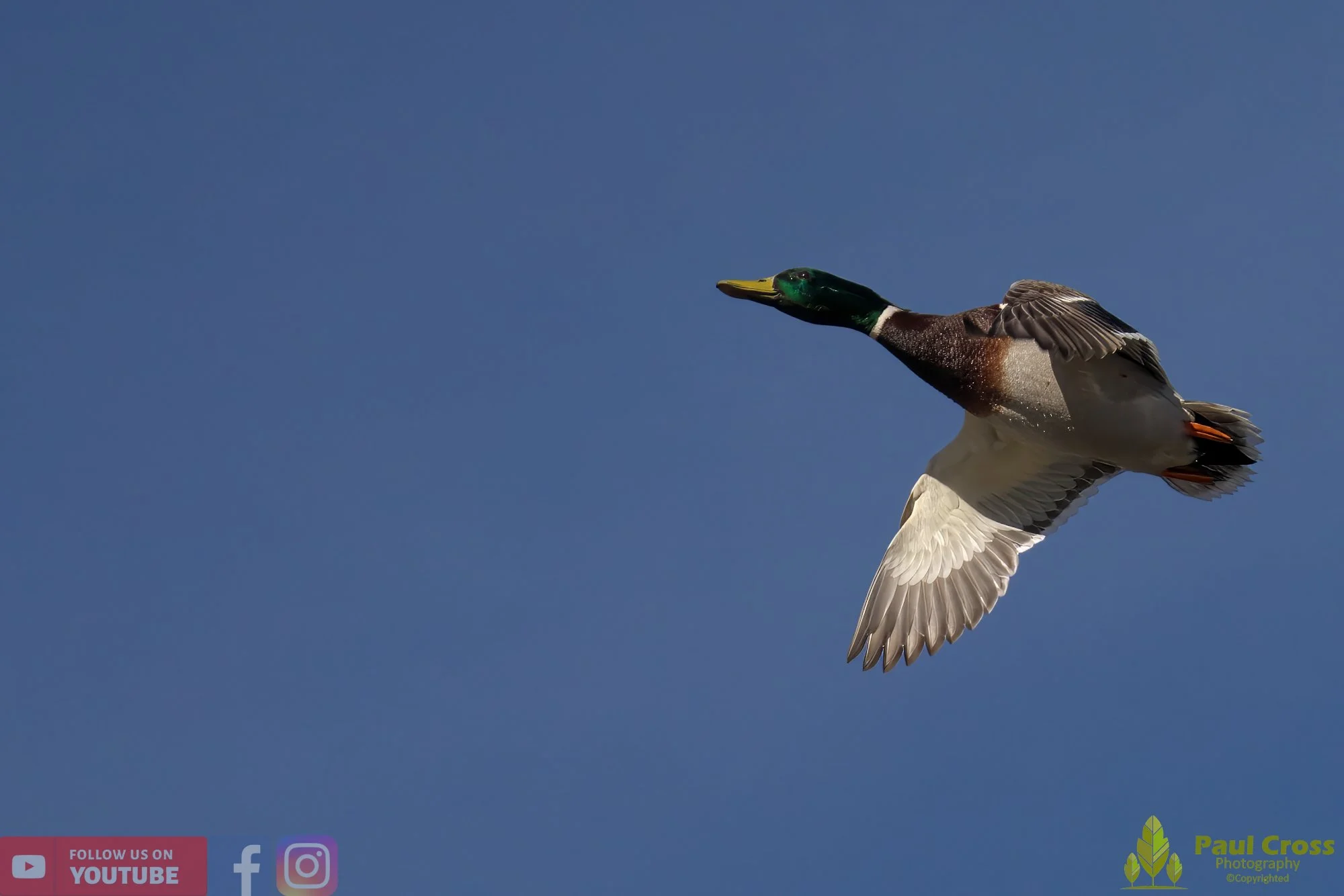 Mallard Duck-00970.jpg