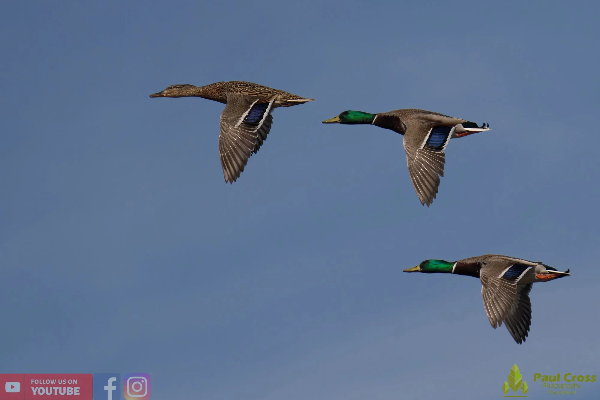 Mallard Duck-00969.jpg