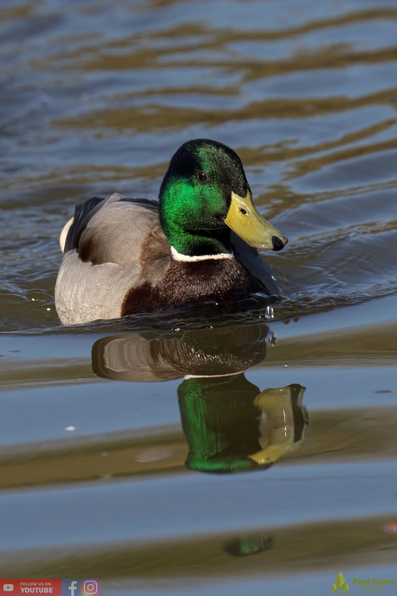Mallard Duck-00971.jpg