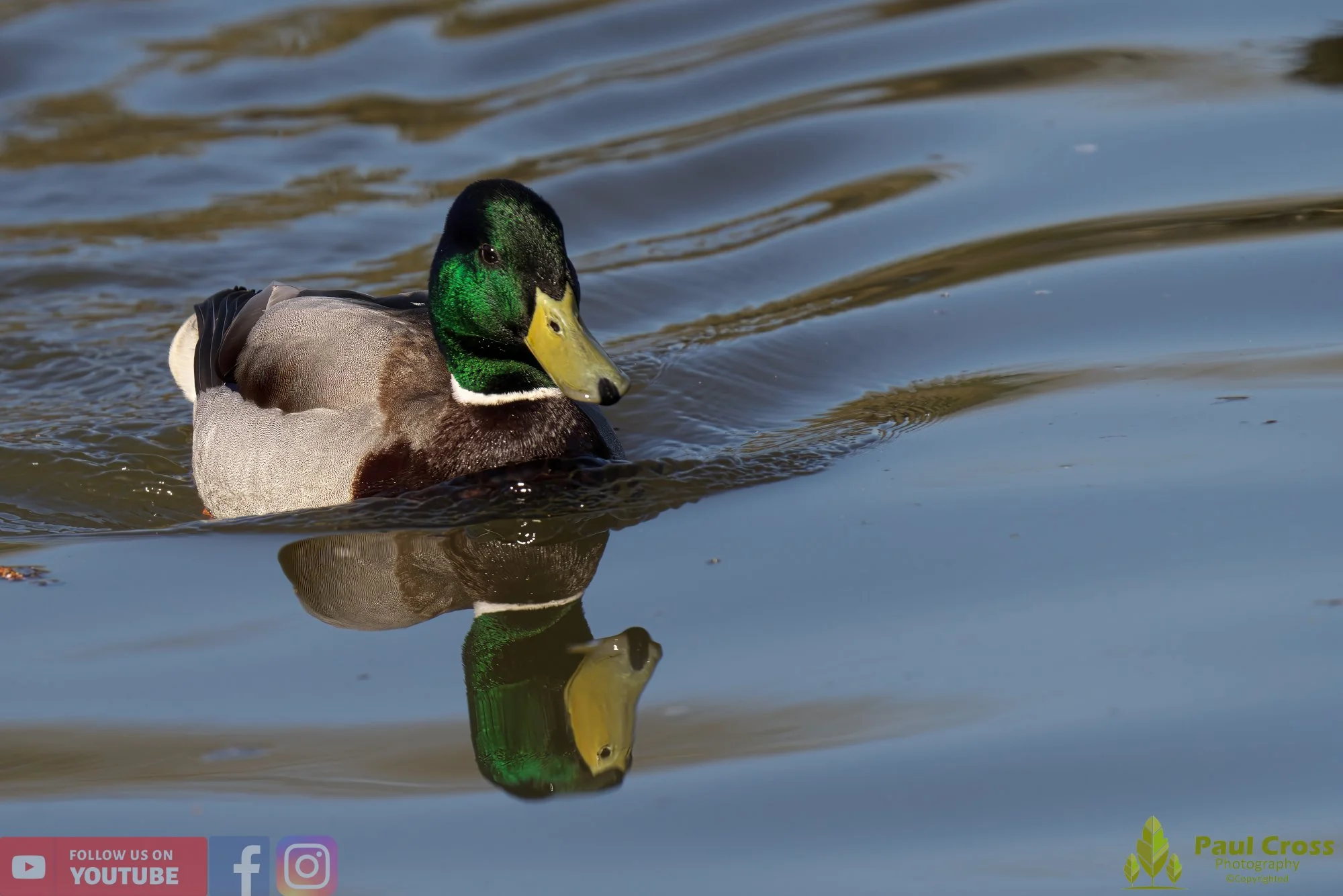 Mallard Duck-00972.jpg