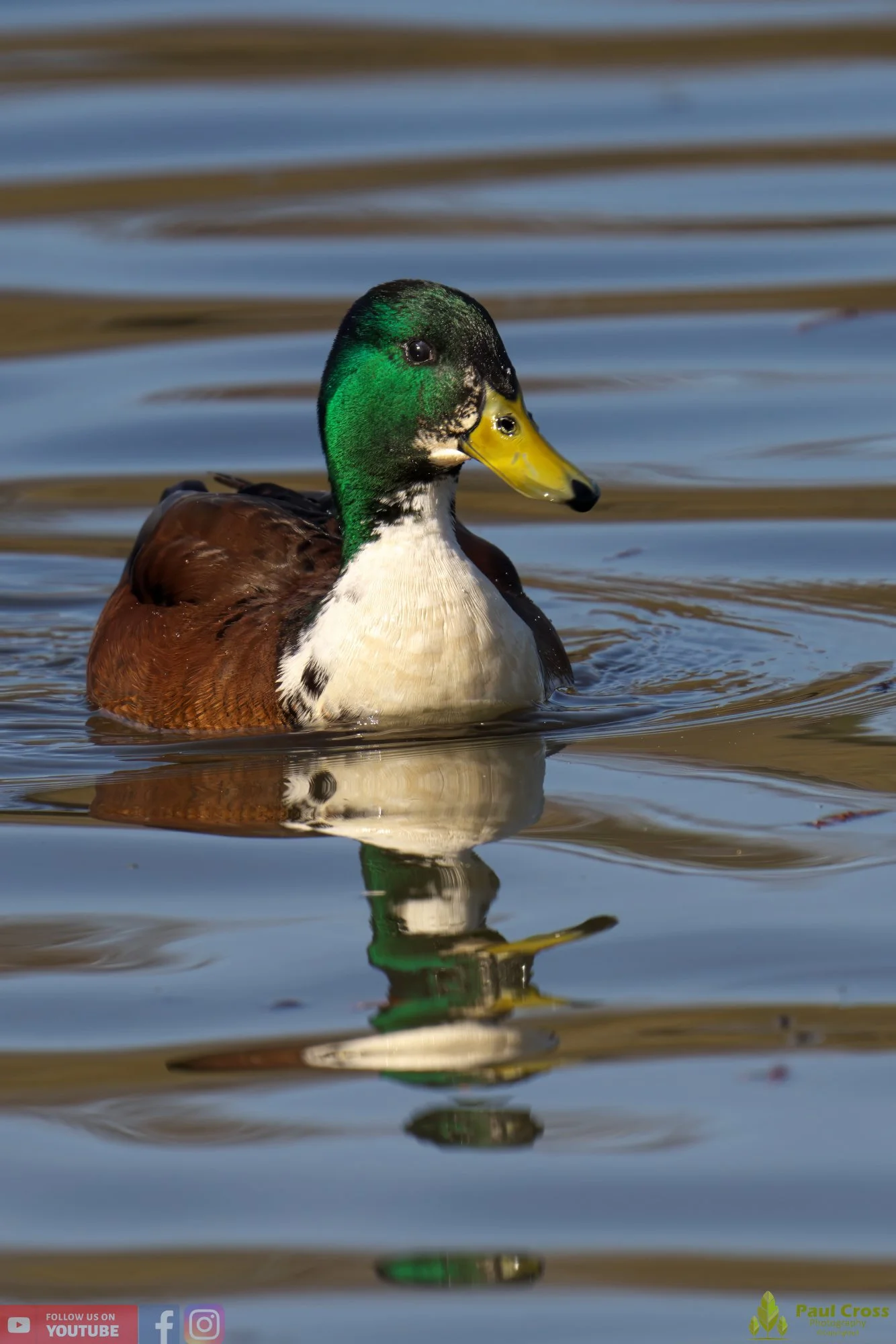 Mallard Duck-00973.jpg