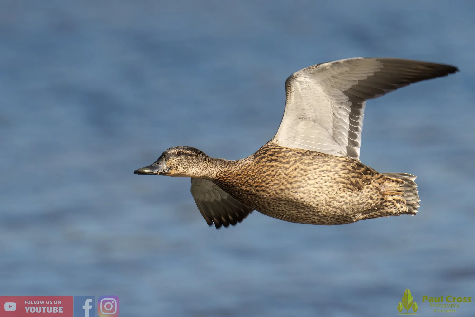 Mallard Duck-00974.jpg