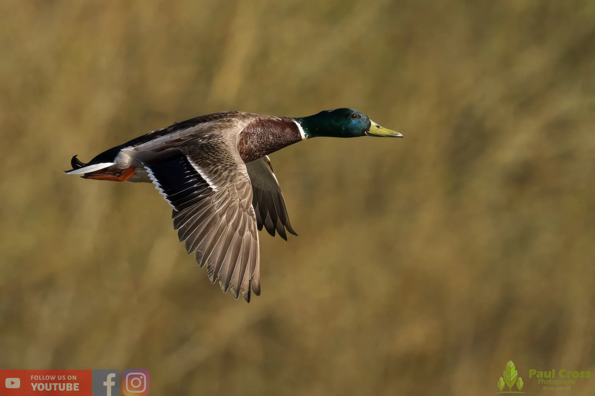 Mallard Duck-00975.jpg