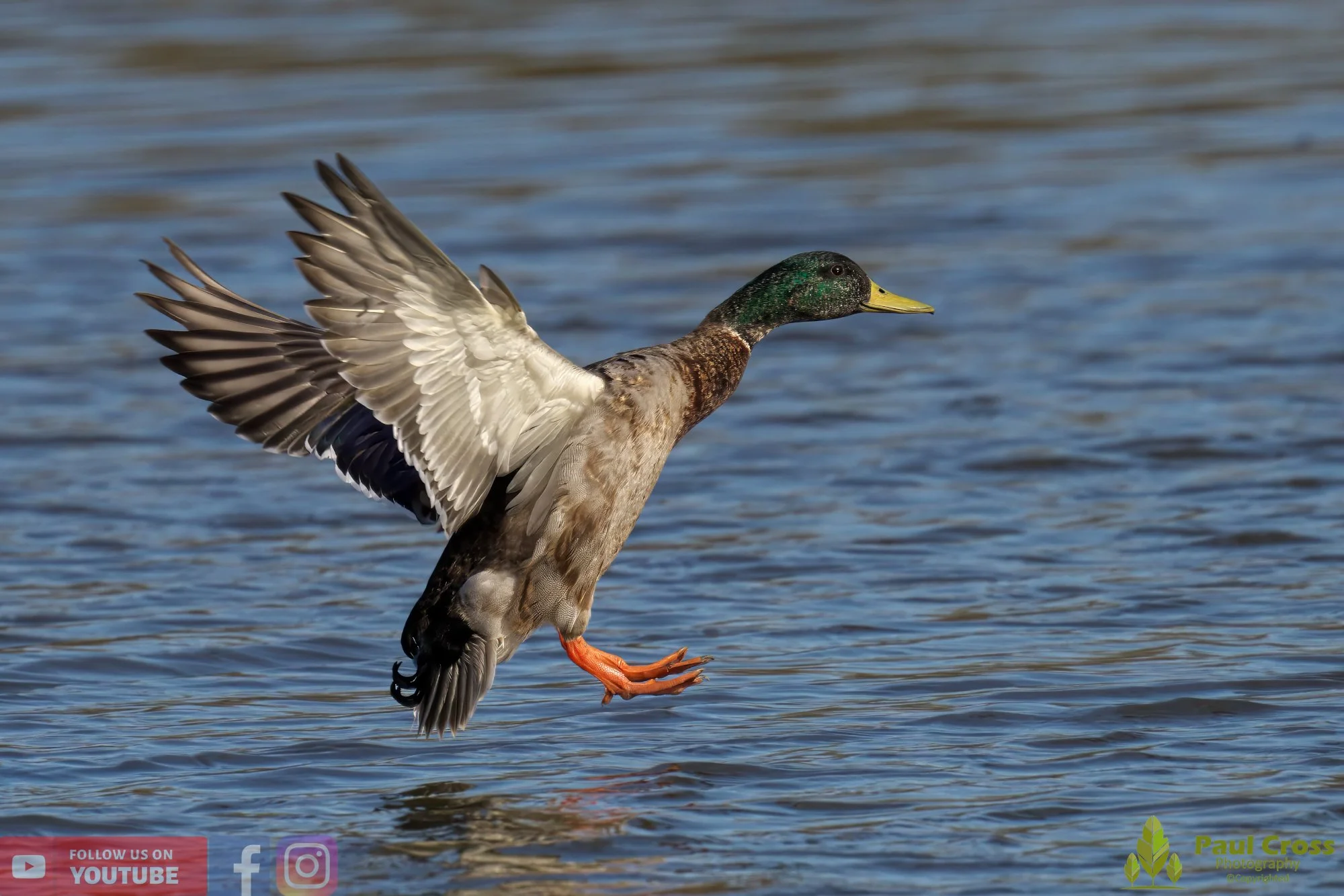 Mallard Duck-00977.jpg