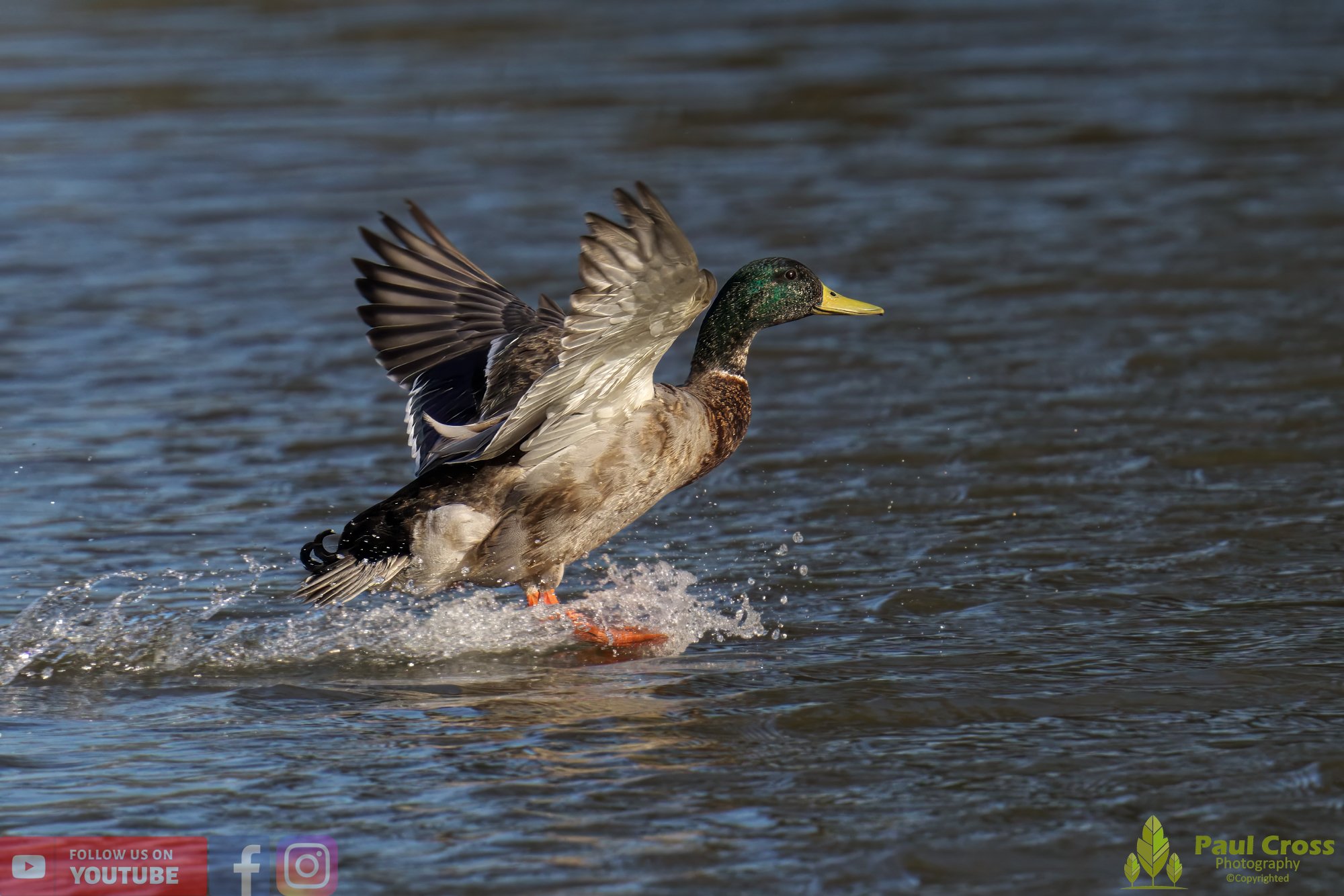 Mallard Duck-00978.jpg