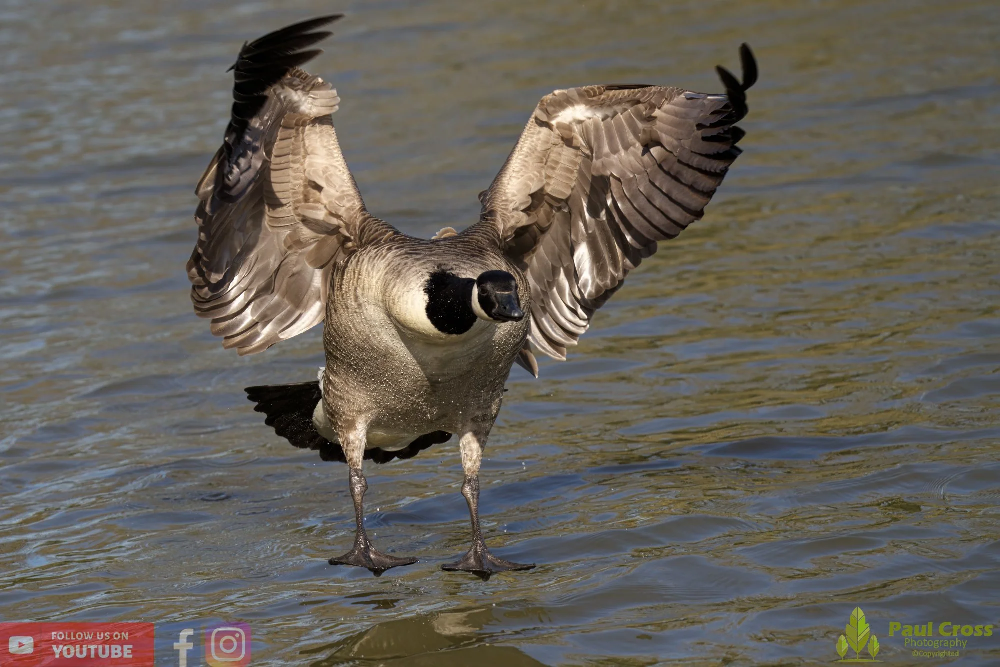 Canada Goose-00108.jpg