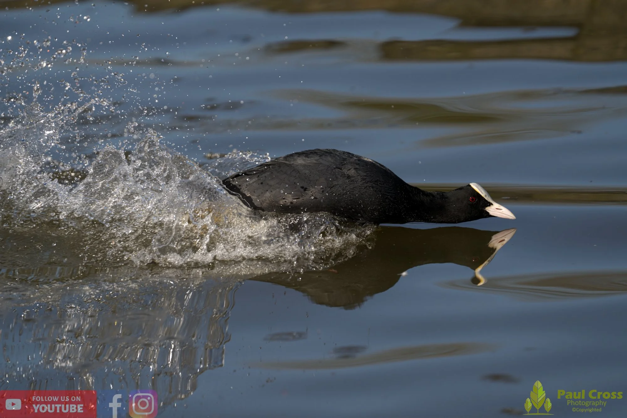 Coot-00356.jpg