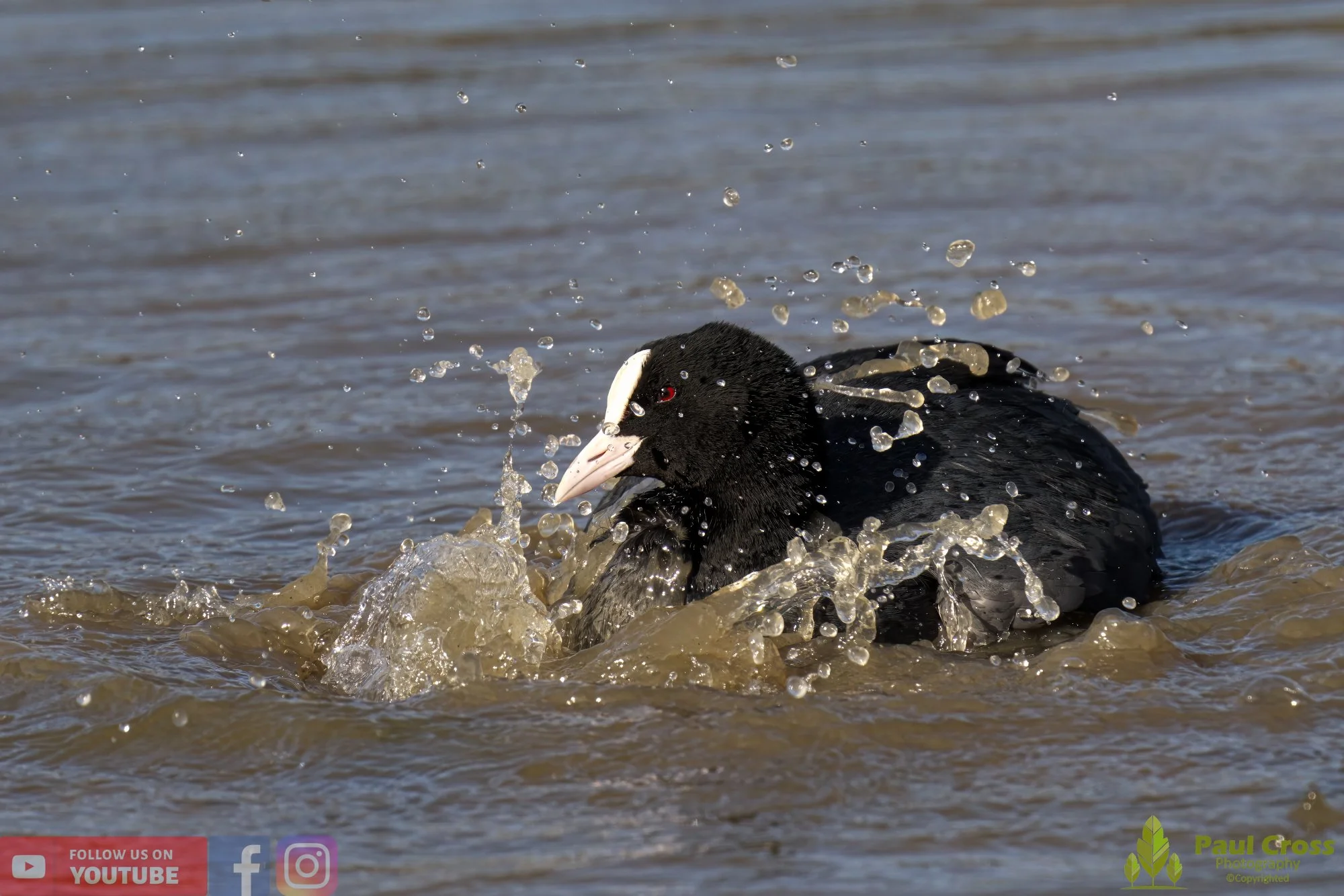 Coot-00357.jpg