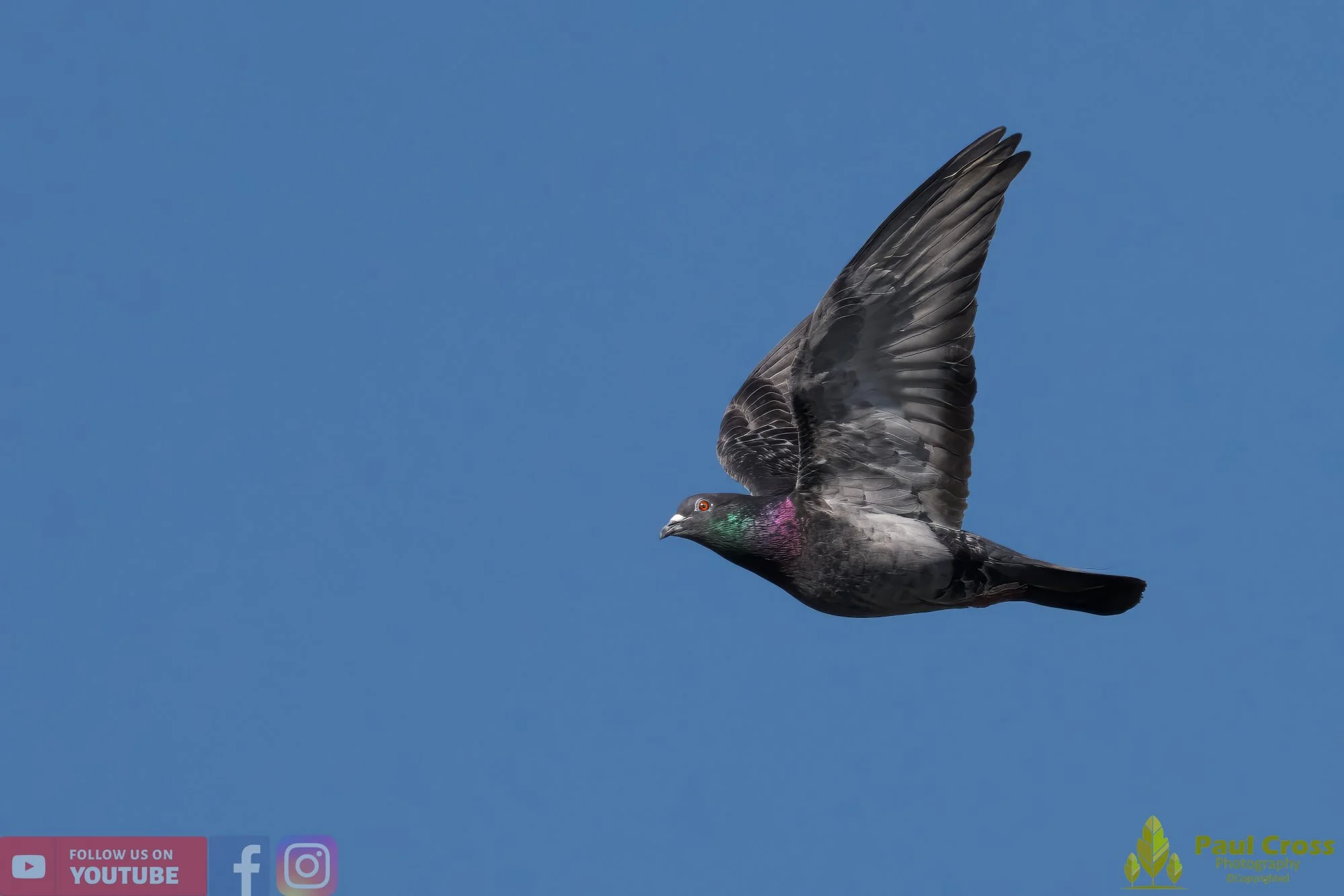 Feral Pigeon-00012.jpg