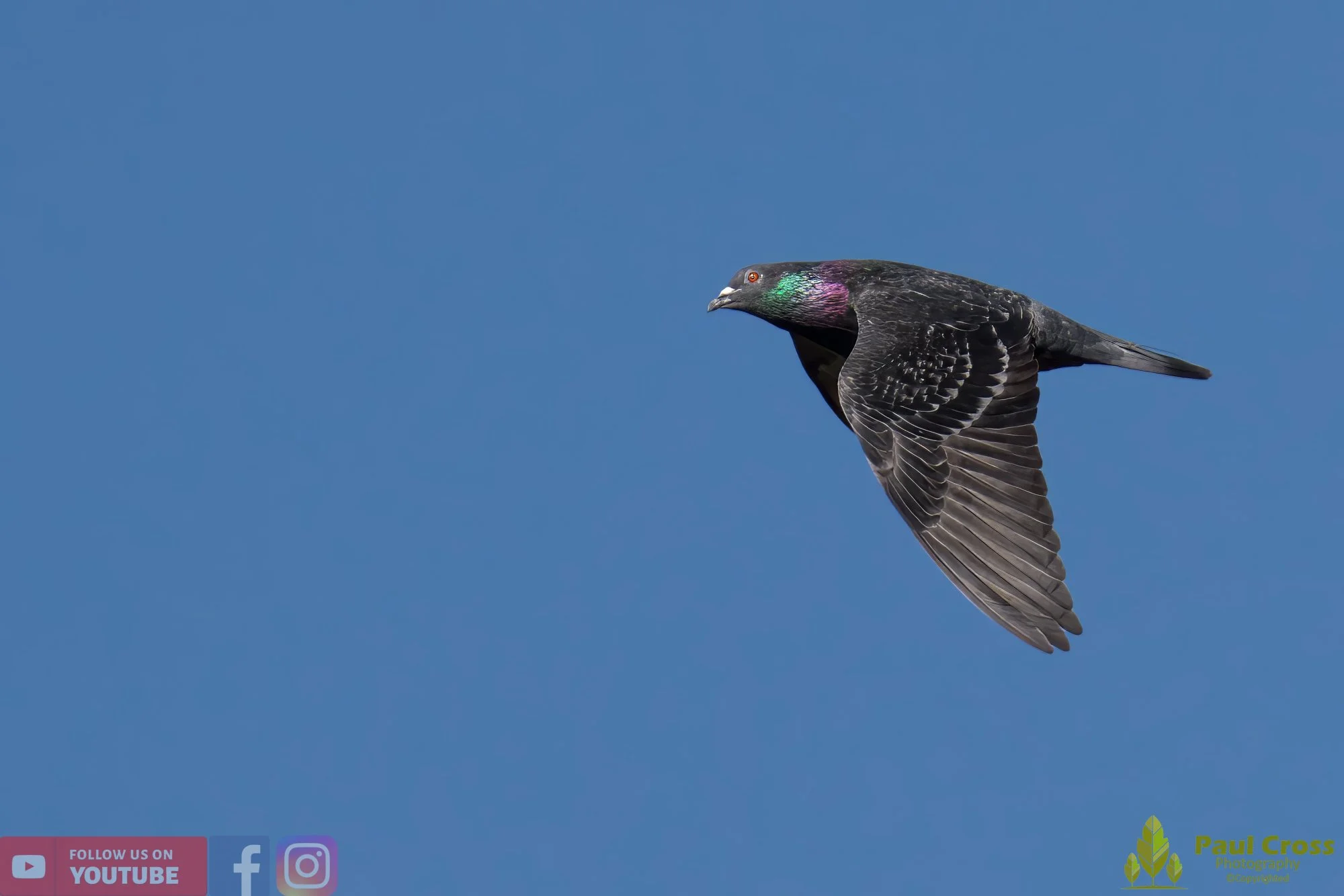 Feral Pigeon-00013.jpg
