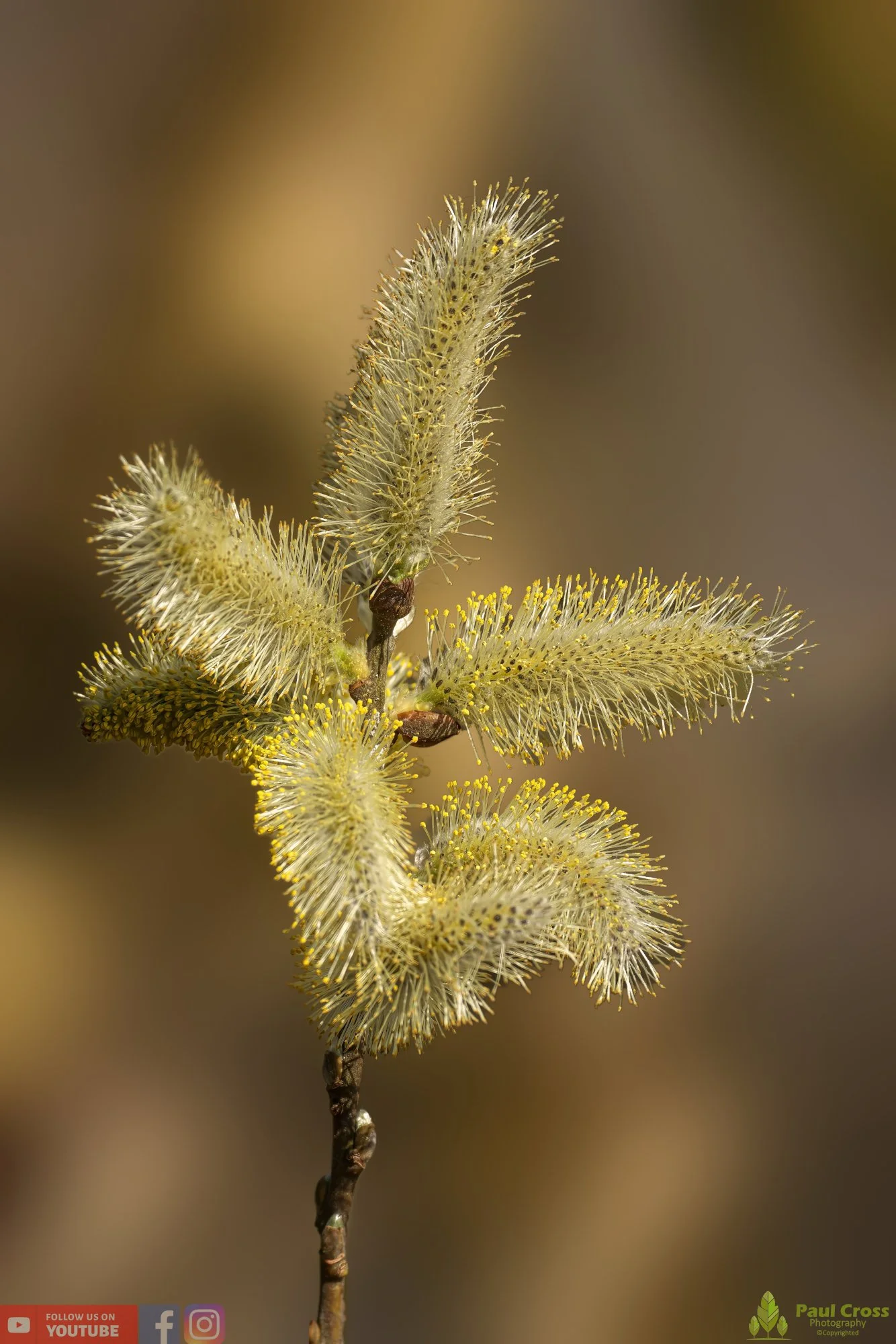 Goat Willow-00005.jpg