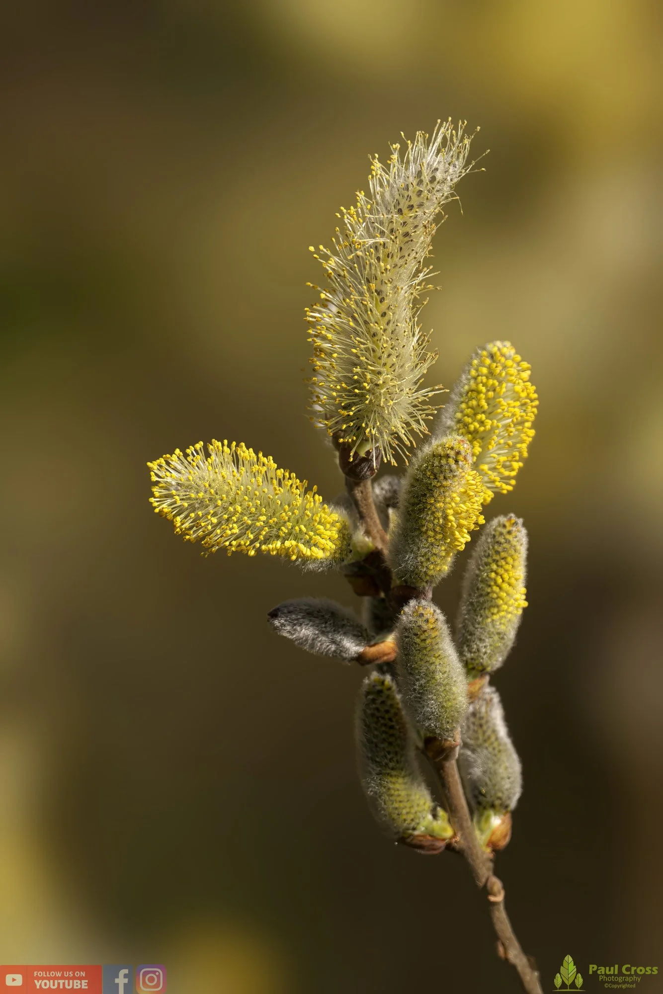 Goat Willow-00006.jpg
