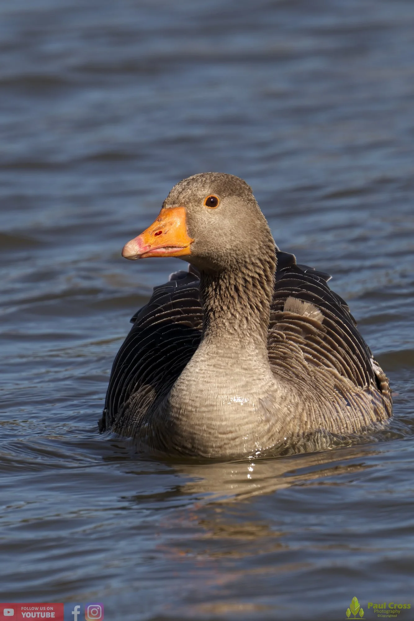 Greylag Goose-00051.jpg