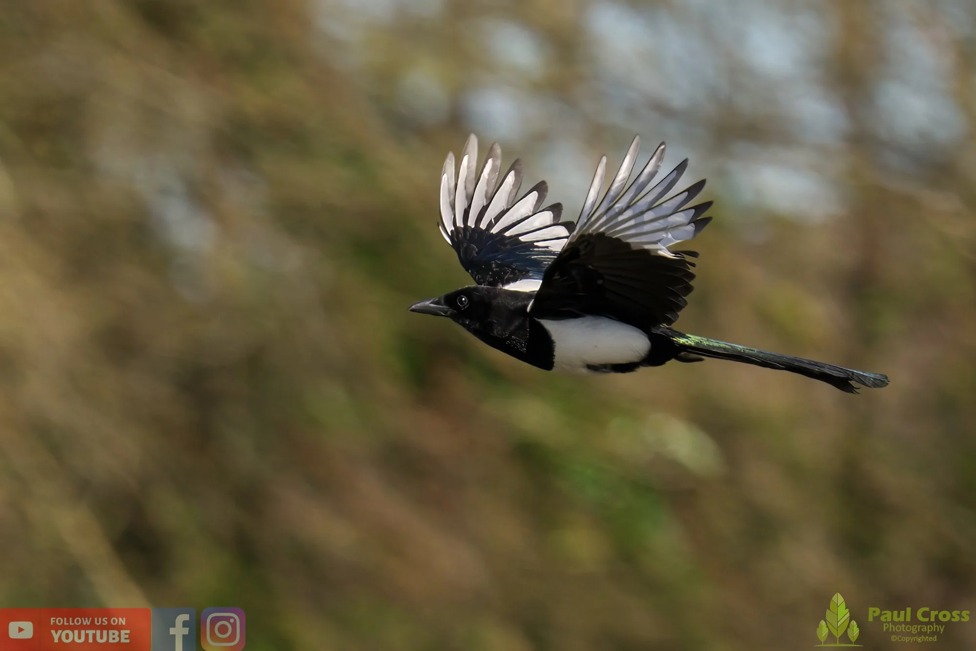 Magpie-00065.jpg