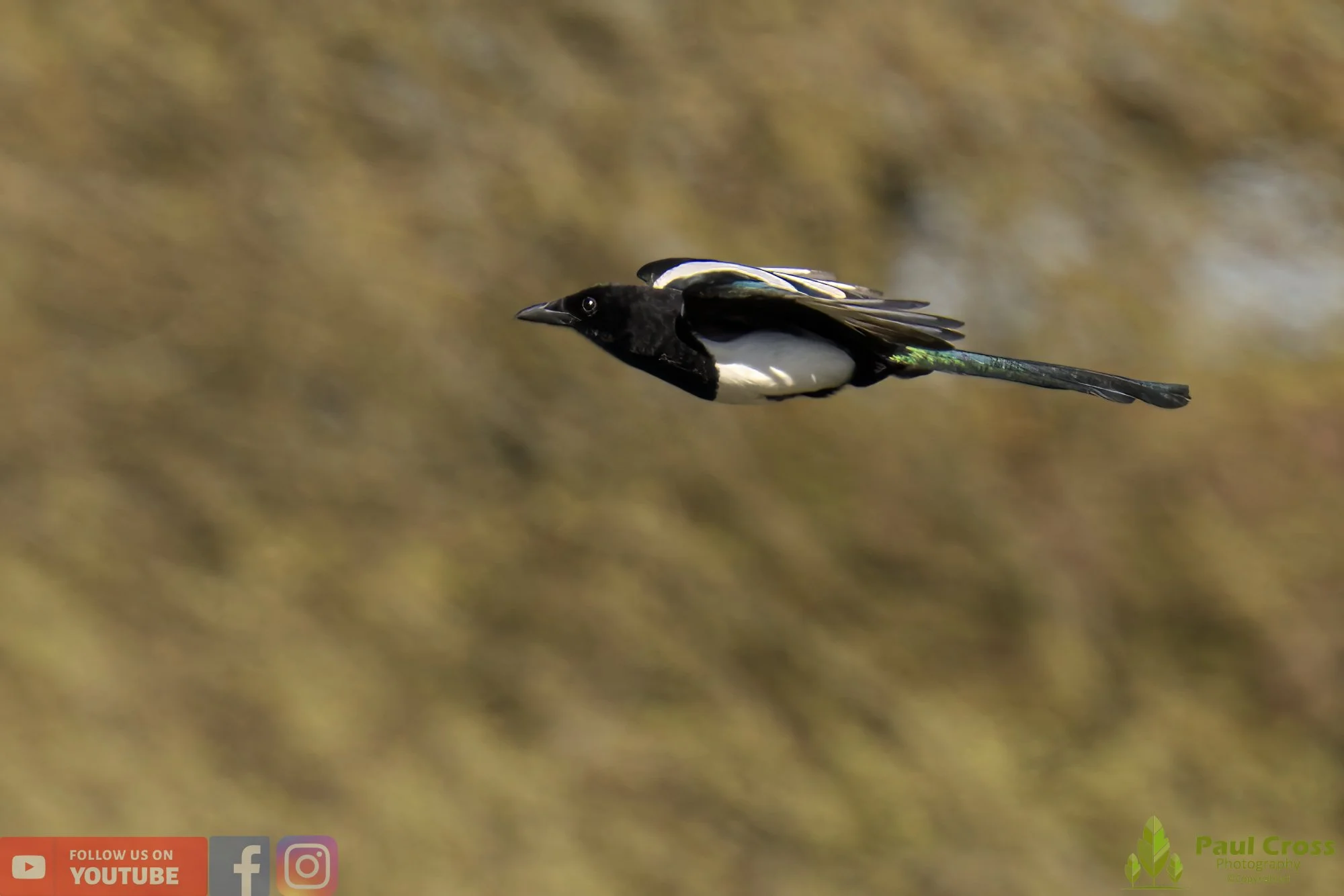 Magpie-00066.jpg