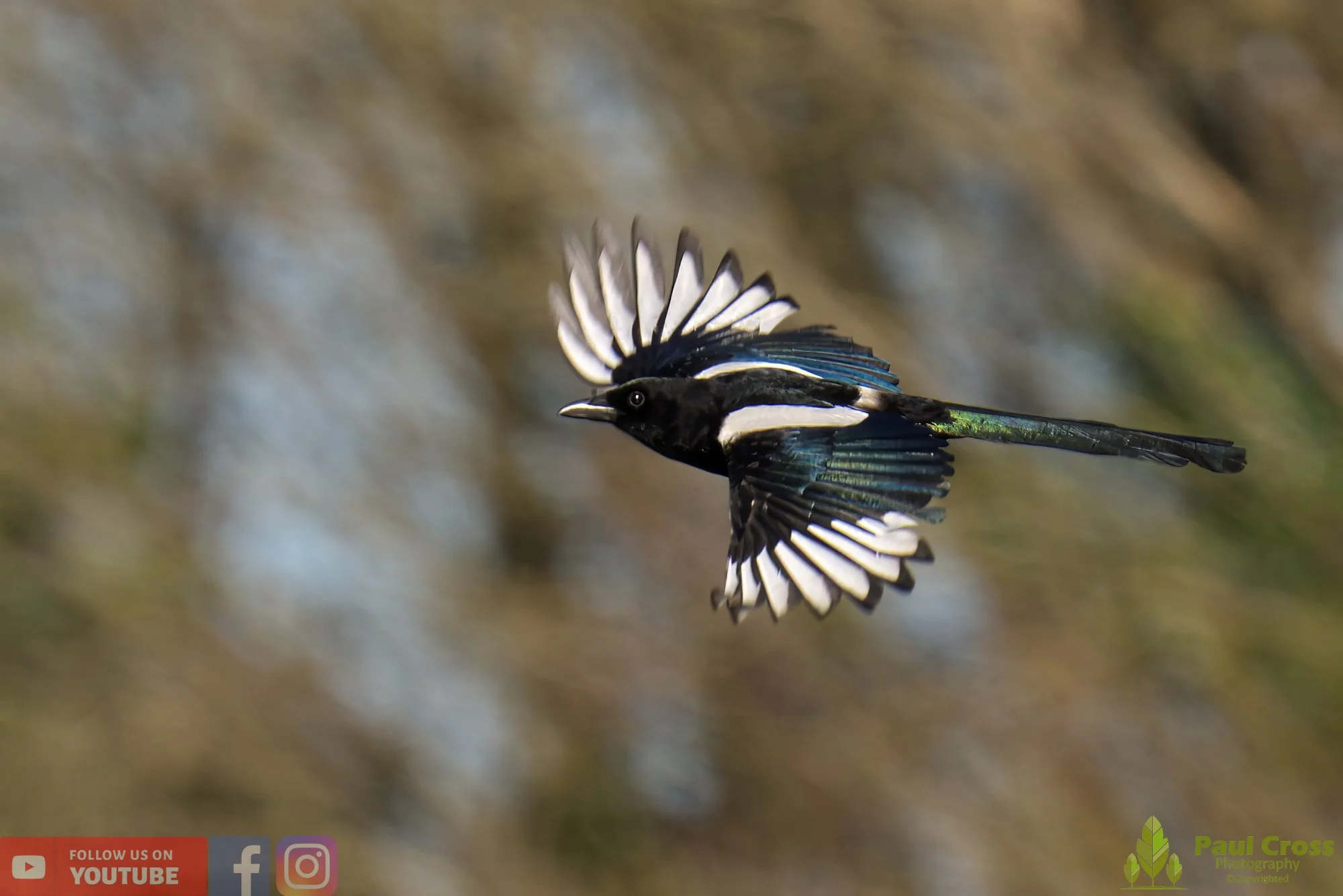 Magpie-00068.jpg