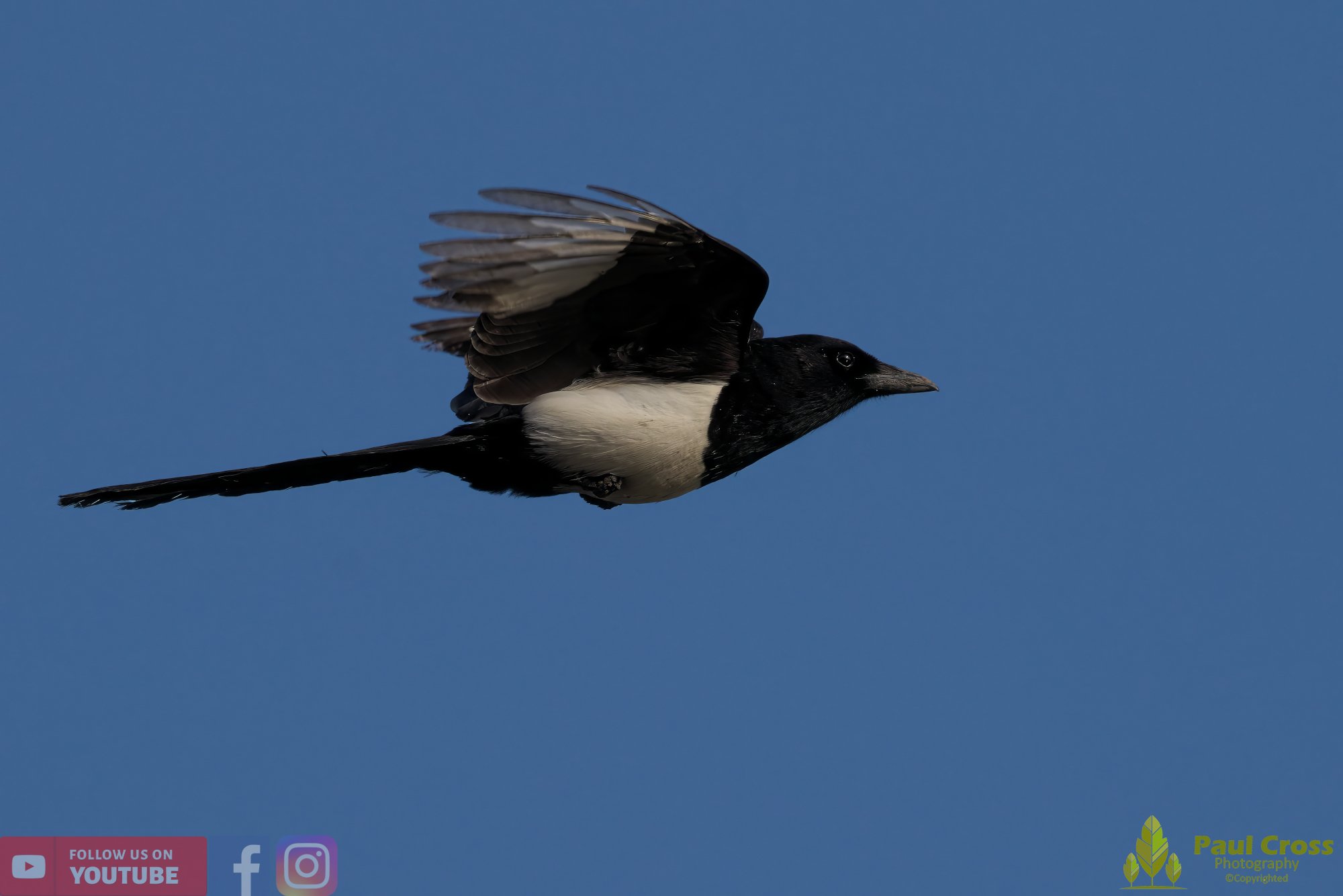 Magpie-00070.jpg