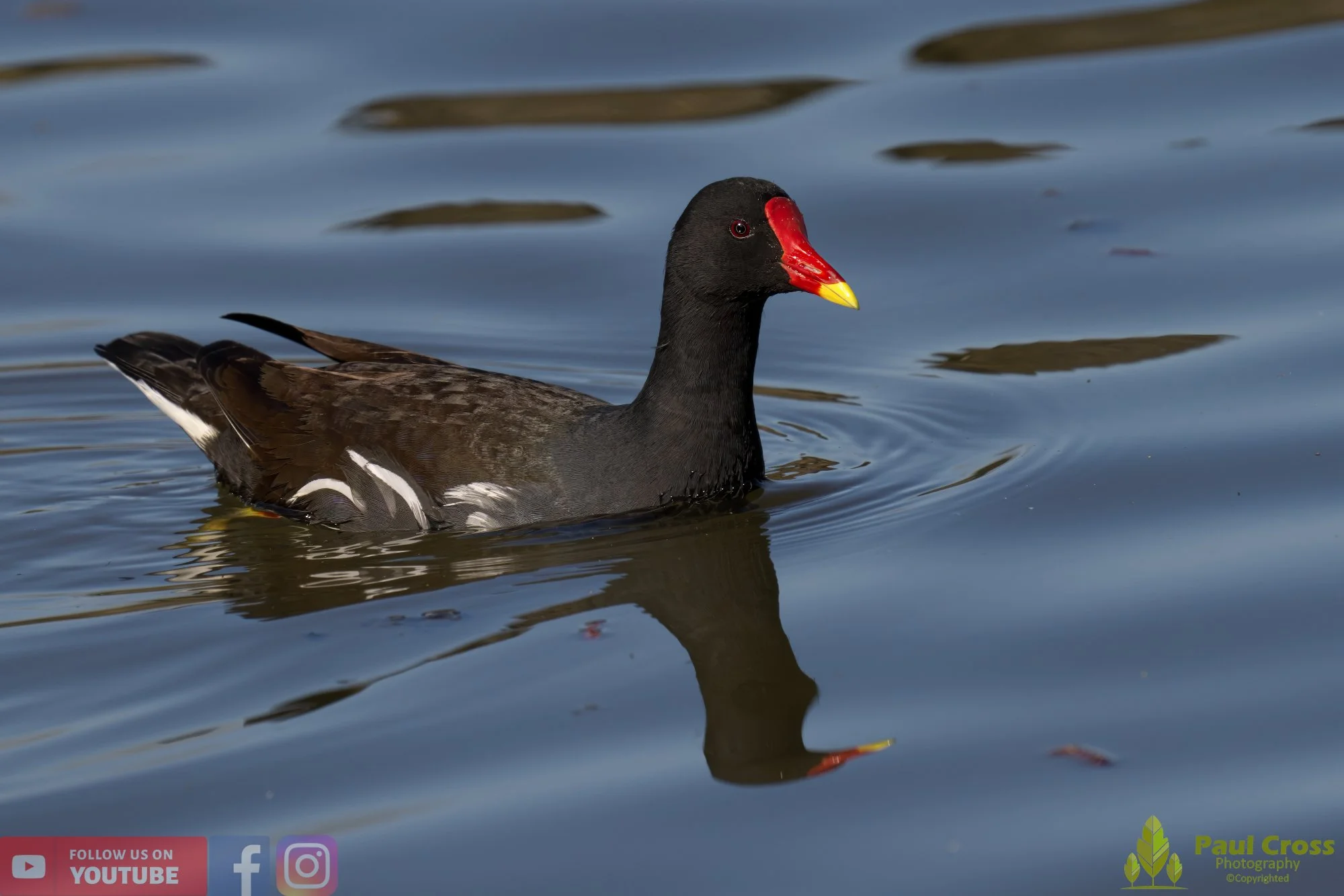 Moorhen-00206.jpg
