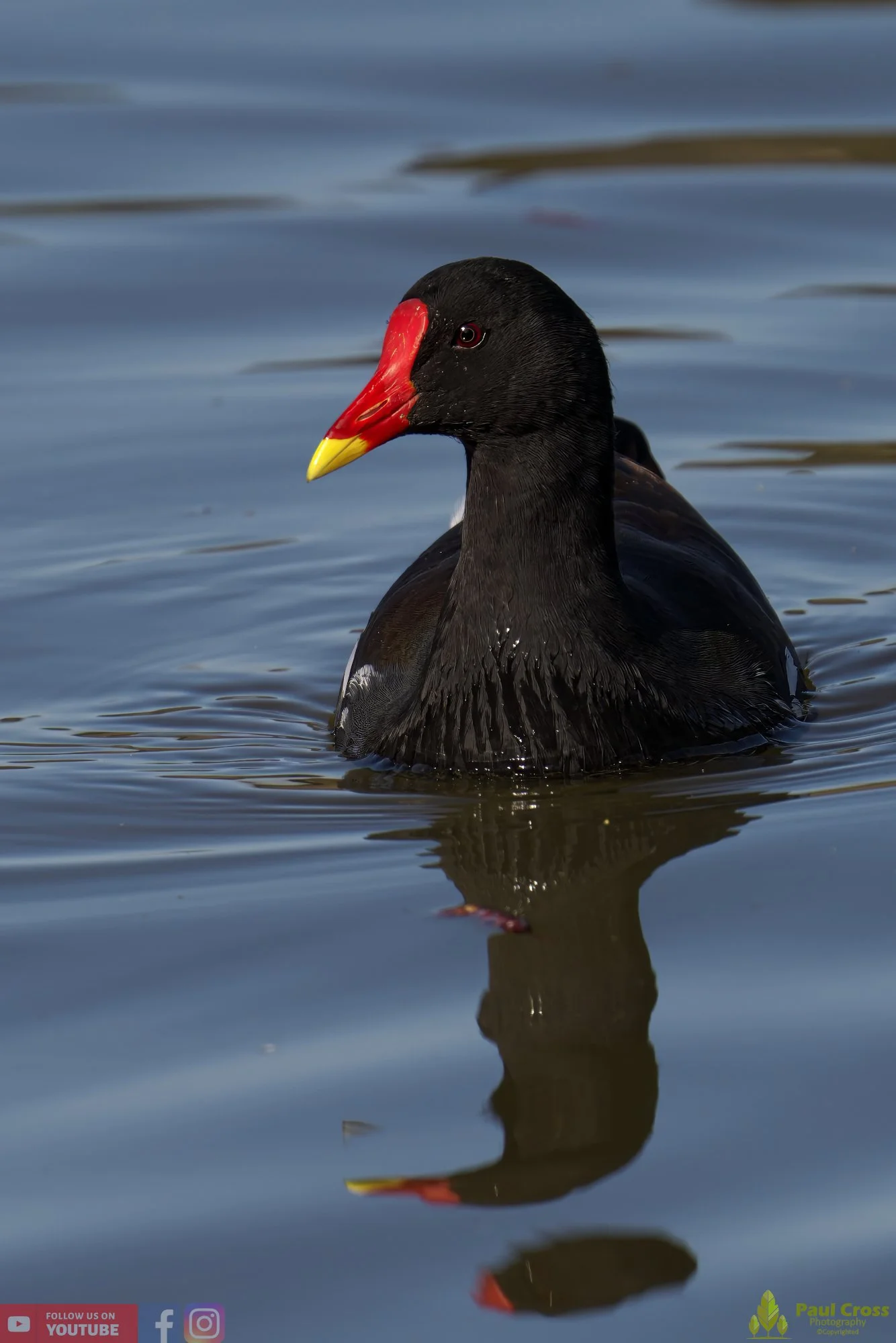 Moorhen-00207.jpg