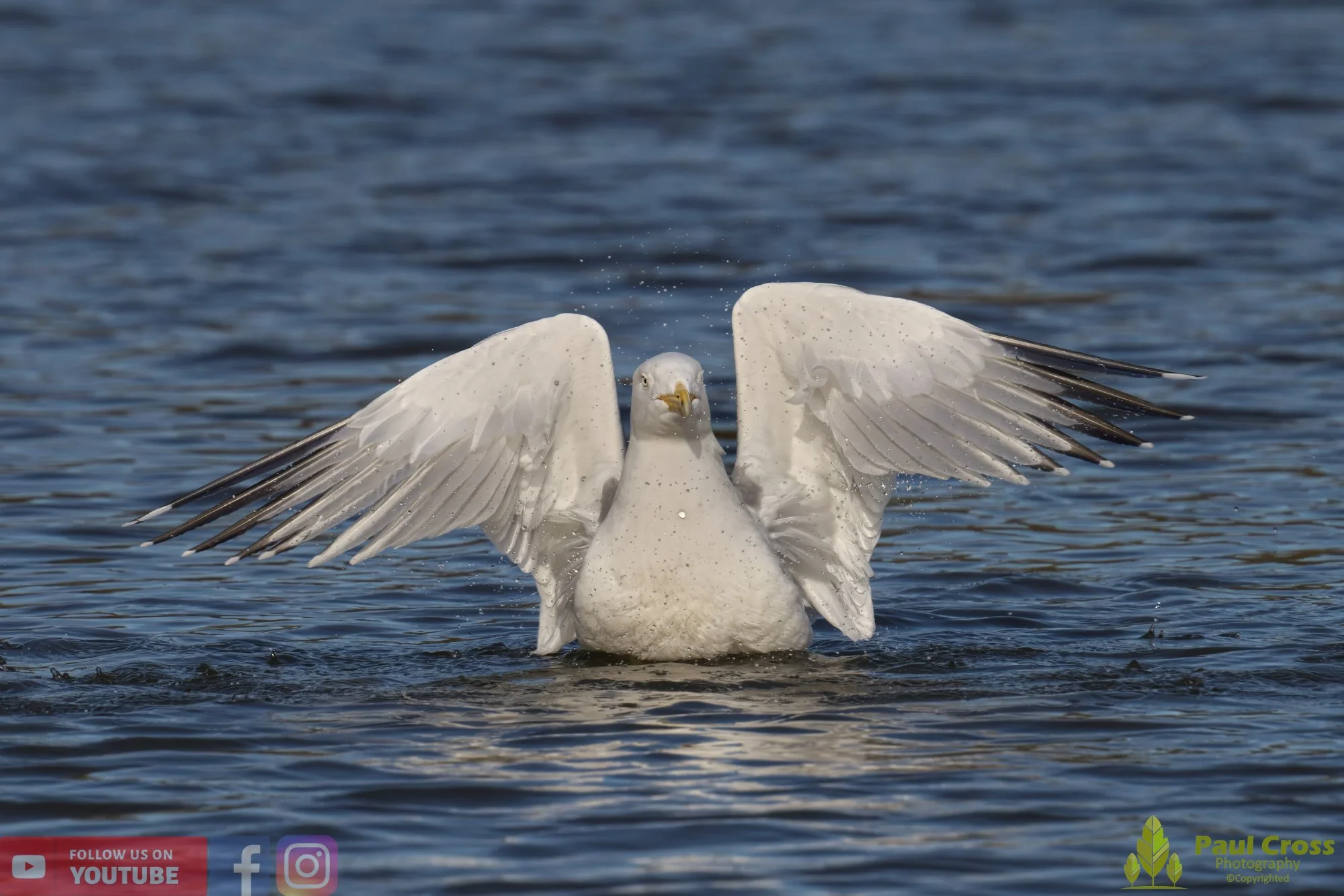 Yellow-Legged Gull-00021.jpg