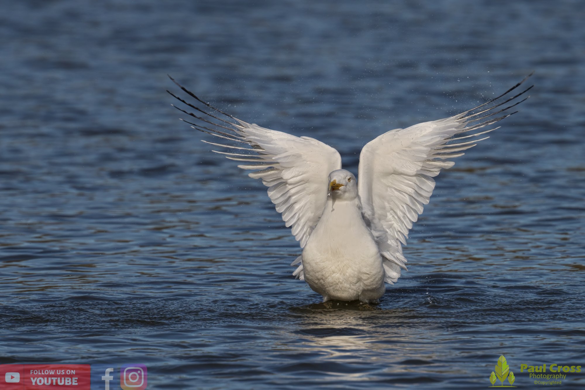 Yellow-Legged Gull-00022.jpg