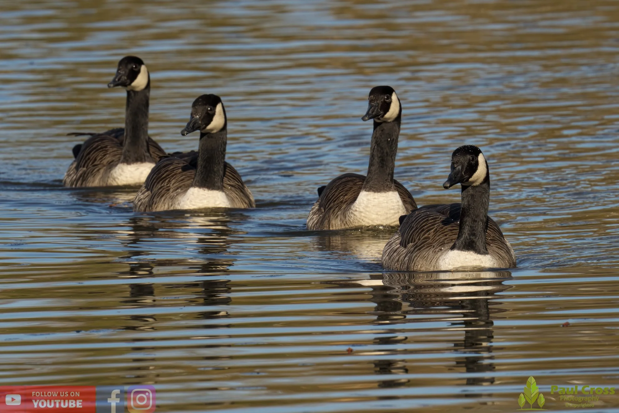 Canada Goose-00110.jpg