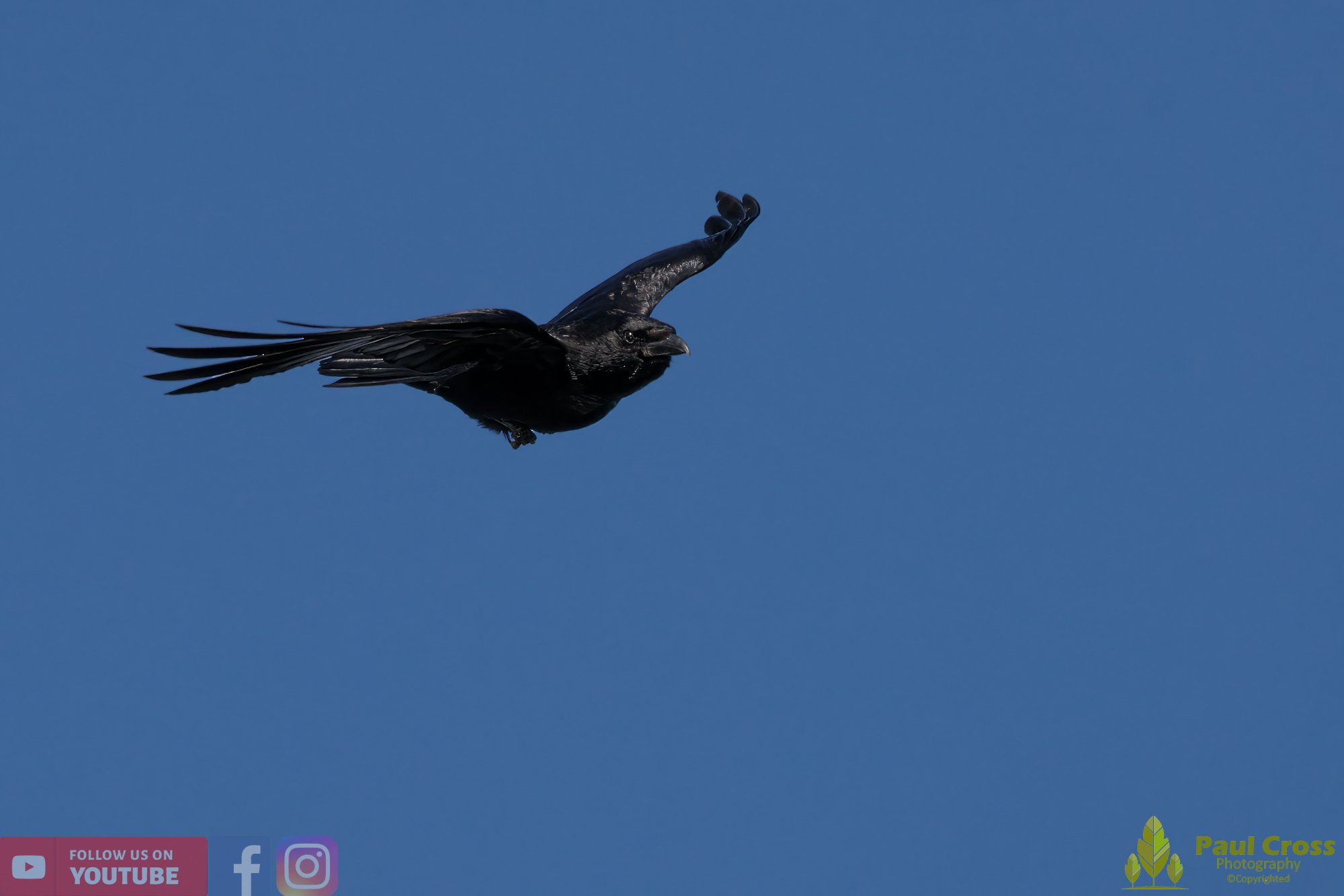 Carrion Crow-00122.jpg