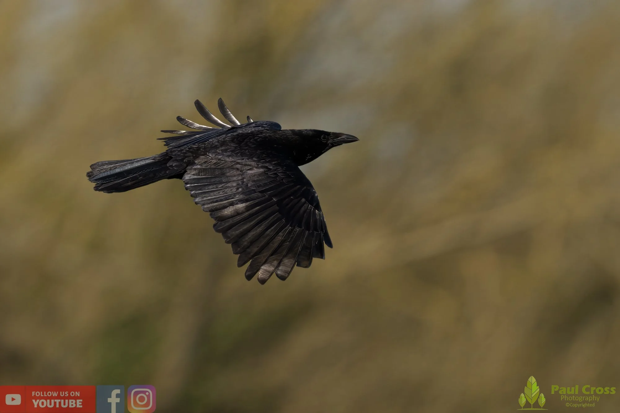 Carrion Crow-00123.jpg