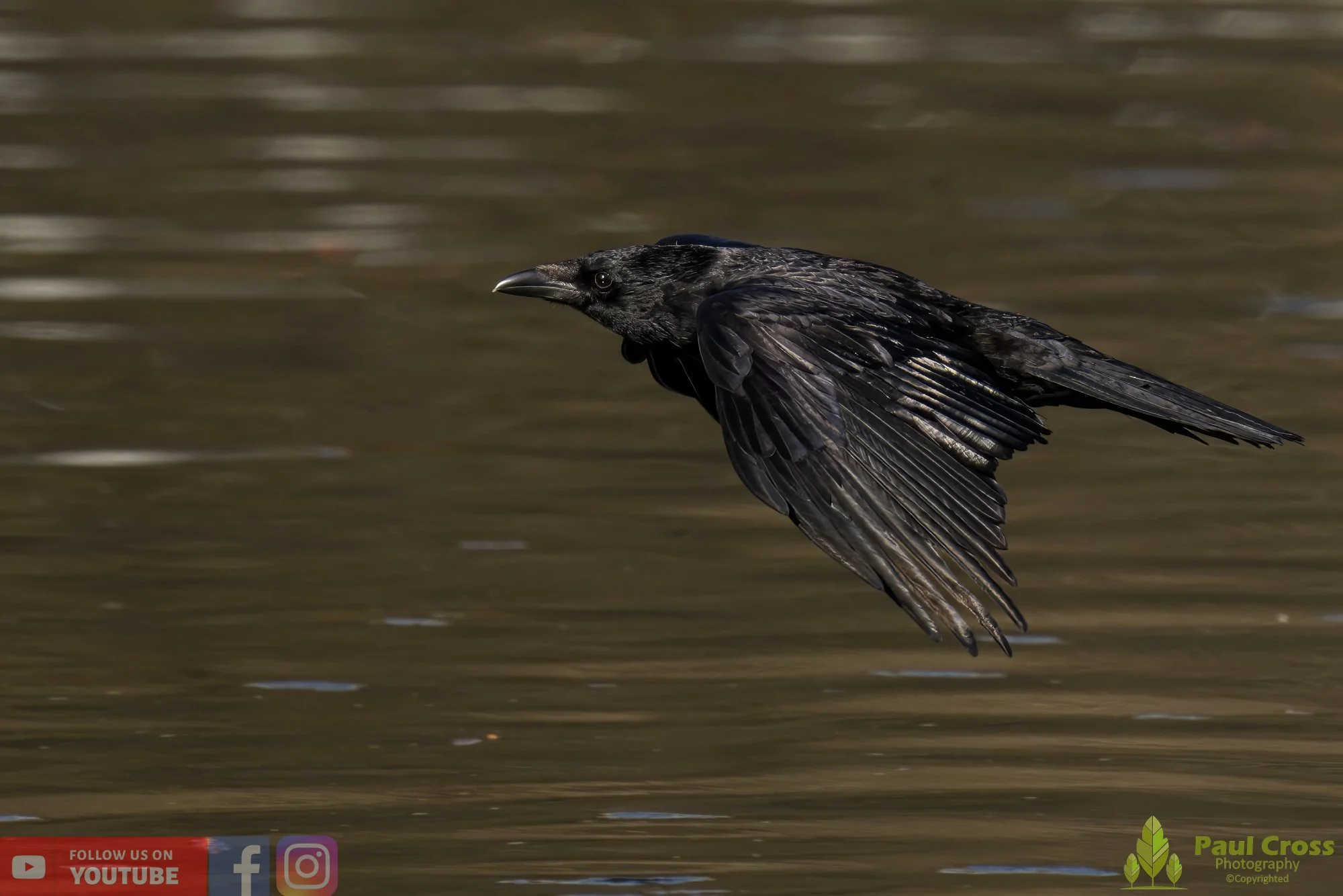 Carrion Crow-00124.jpg