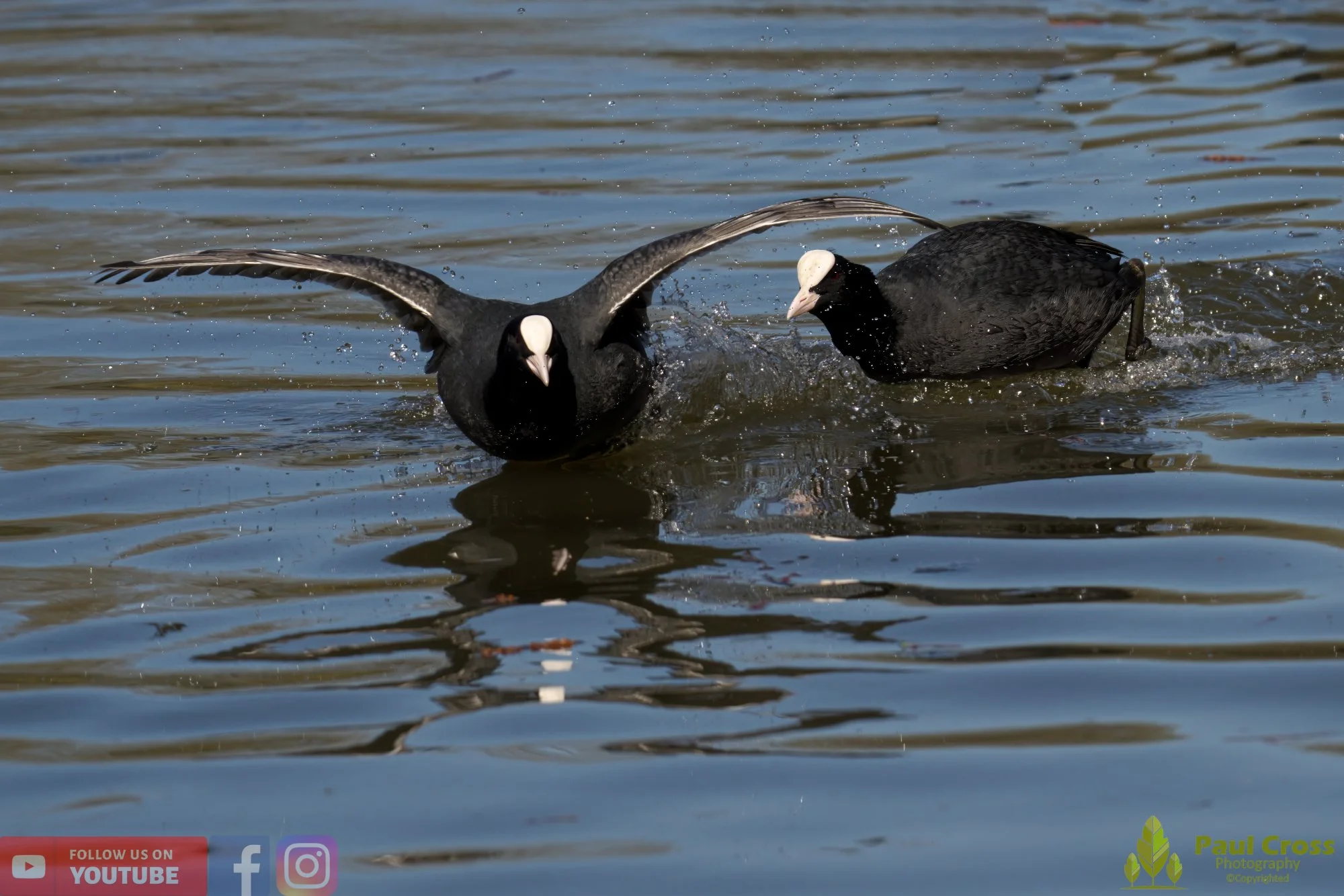 Coot-00374.jpg