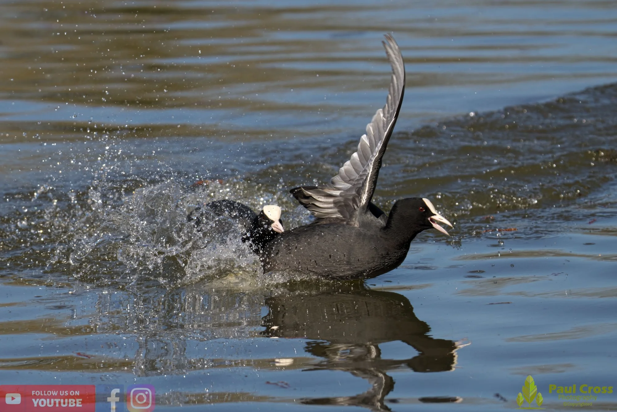 Coot-00375.jpg