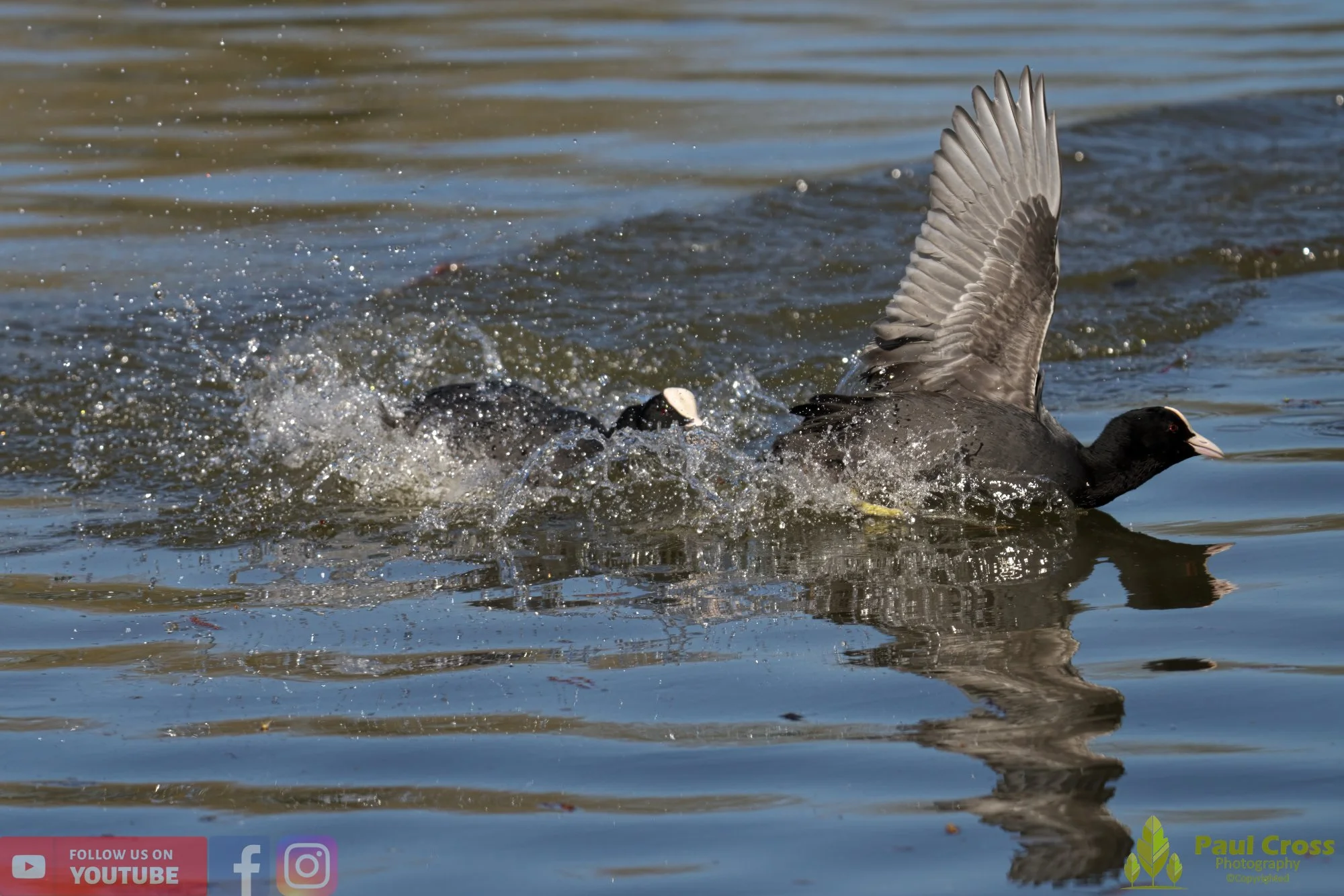 Coot-00376.jpg