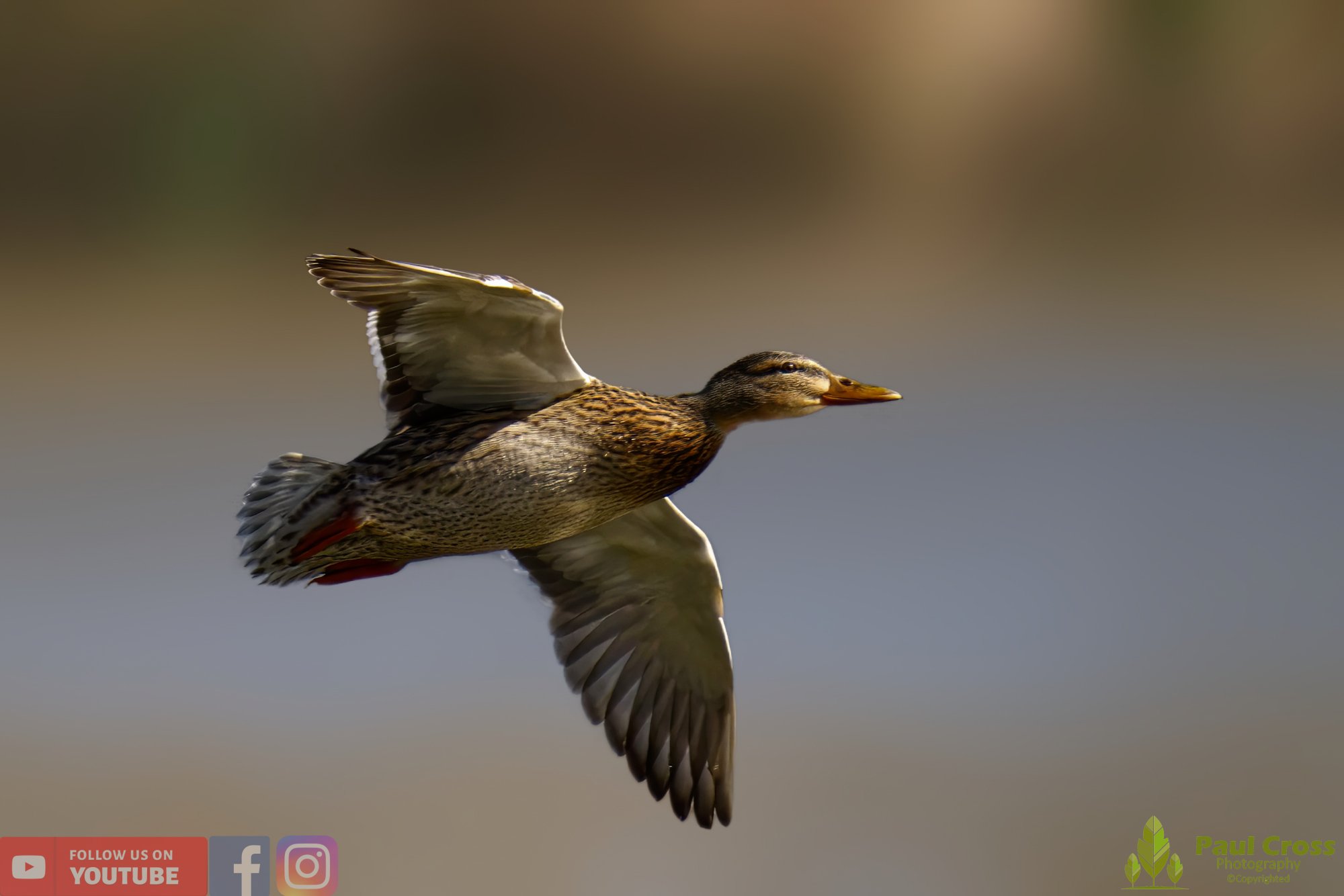 Mallard Duck-00979.jpg