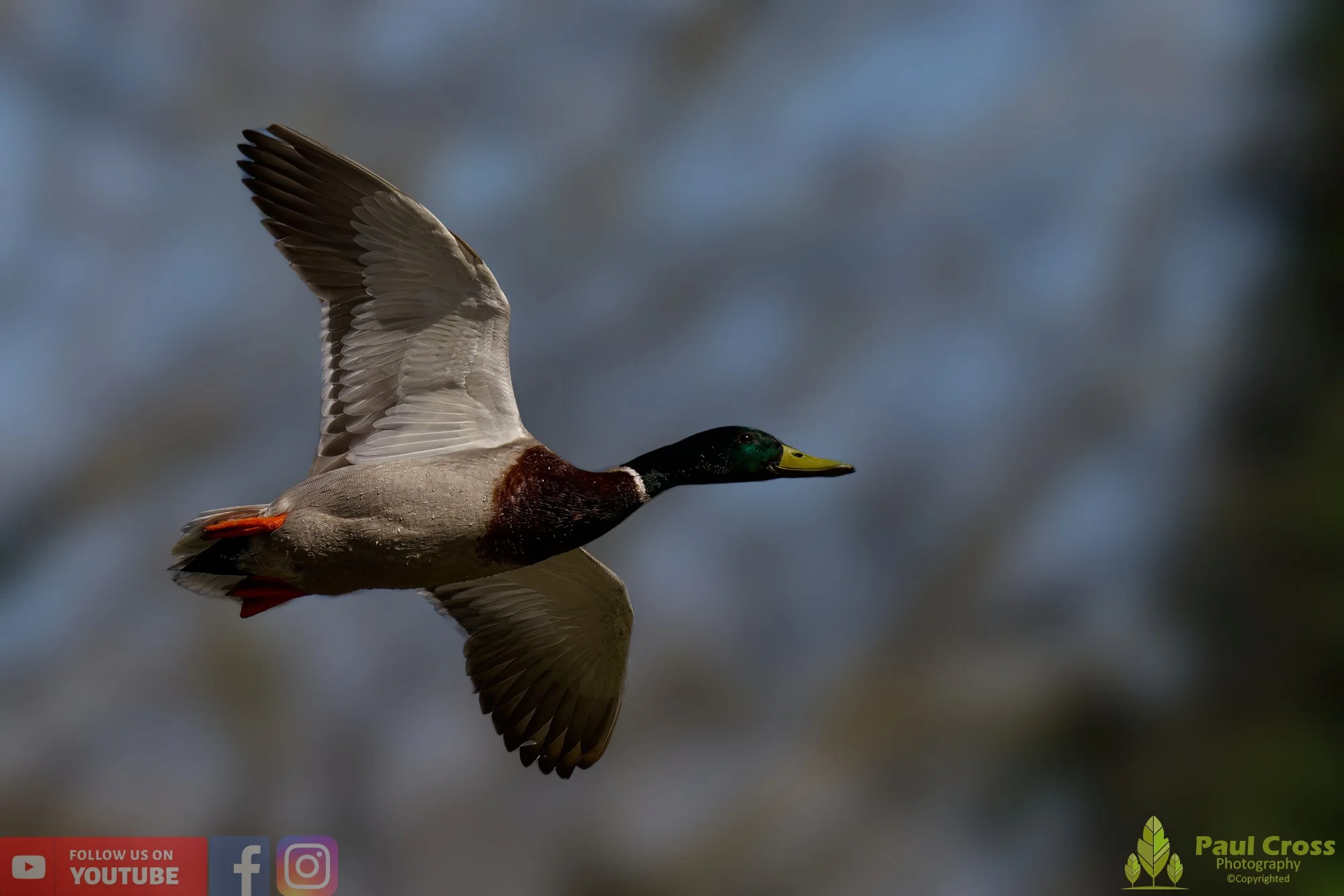 Mallard Duck-00980.jpg