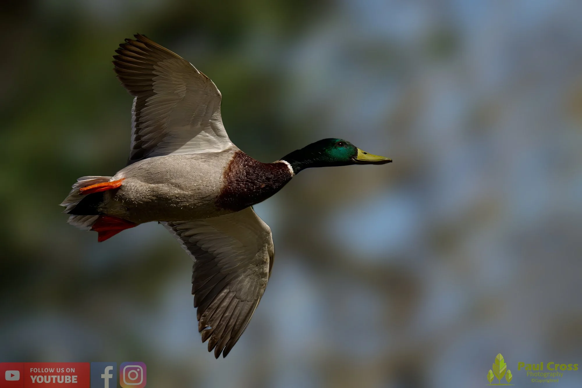Mallard Duck-00981.jpg