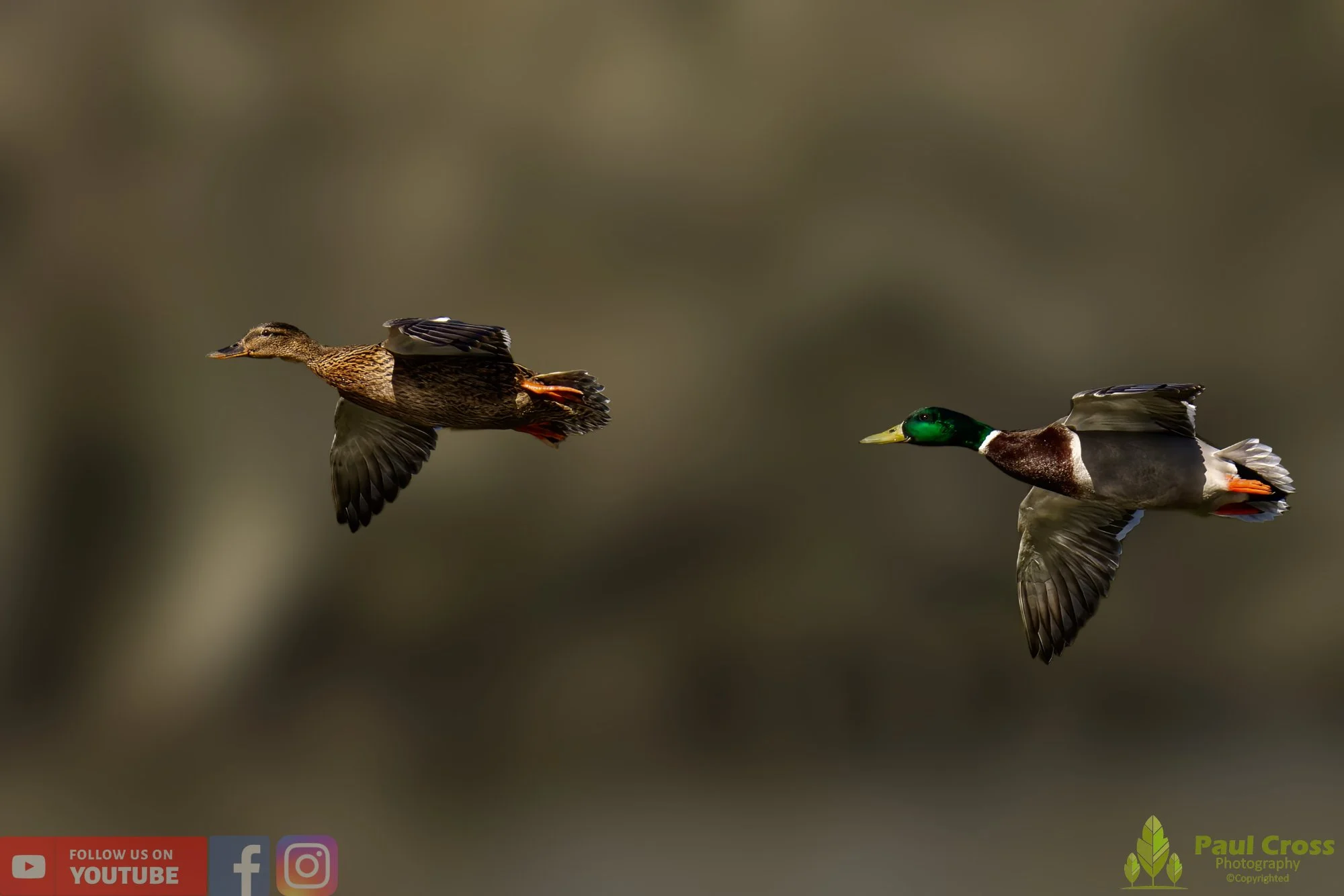 Mallard Duck-00982.jpg