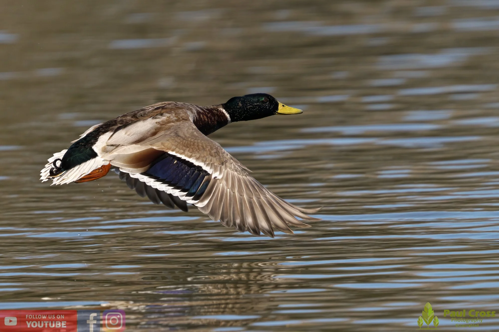 Mallard Duck-00983.jpg