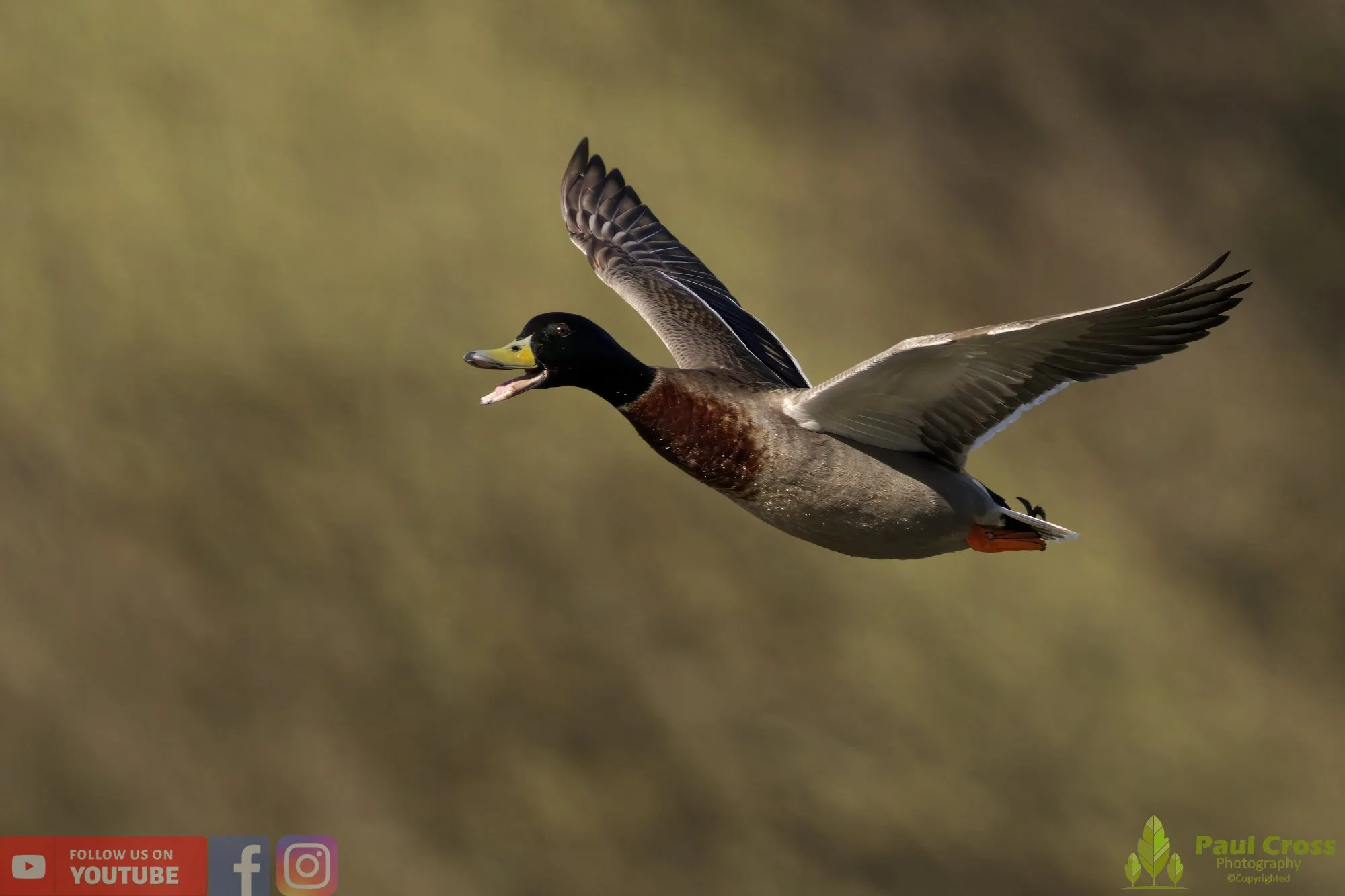 Mallard Duck-00984.jpg