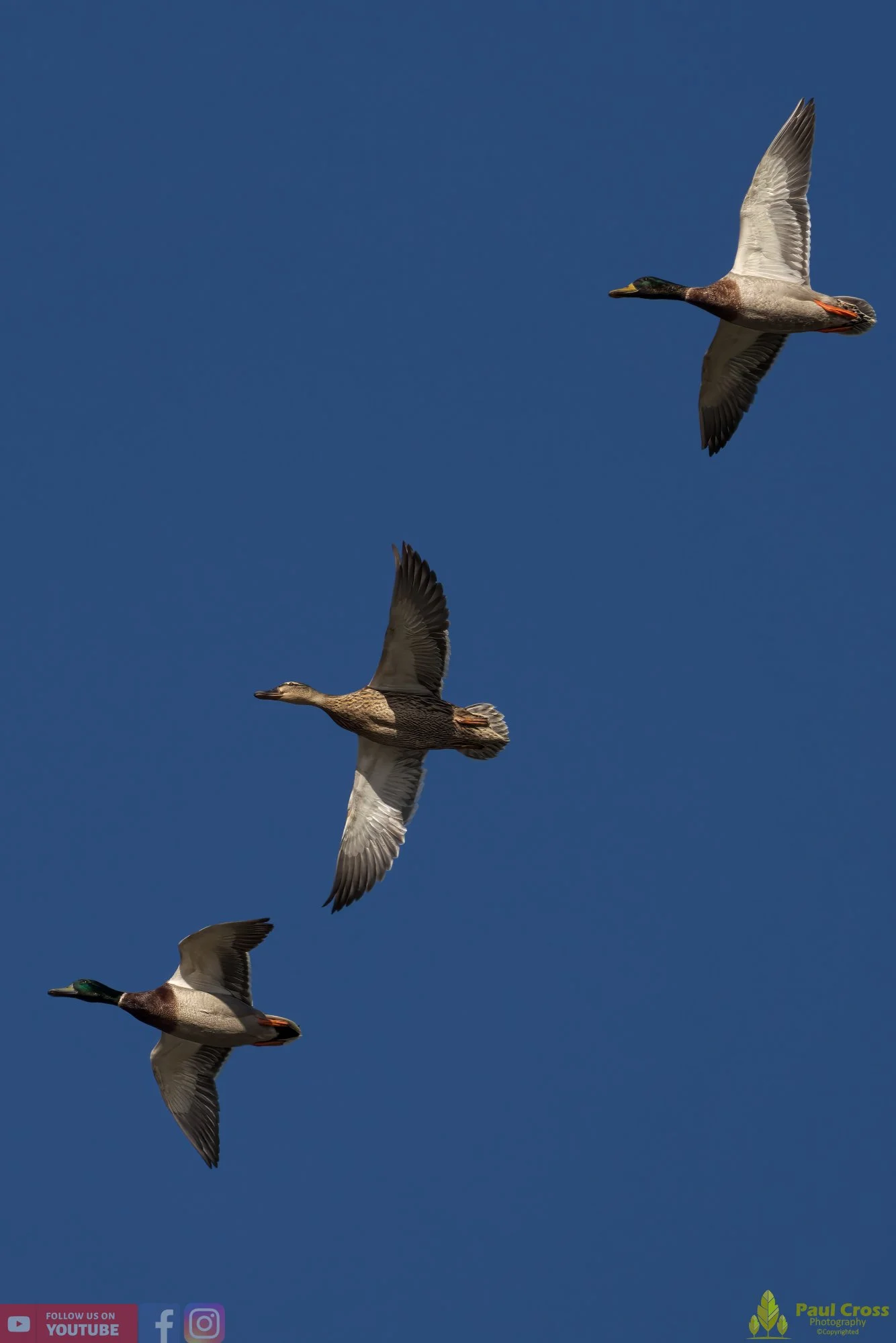 Mallard Duck-00986.jpg