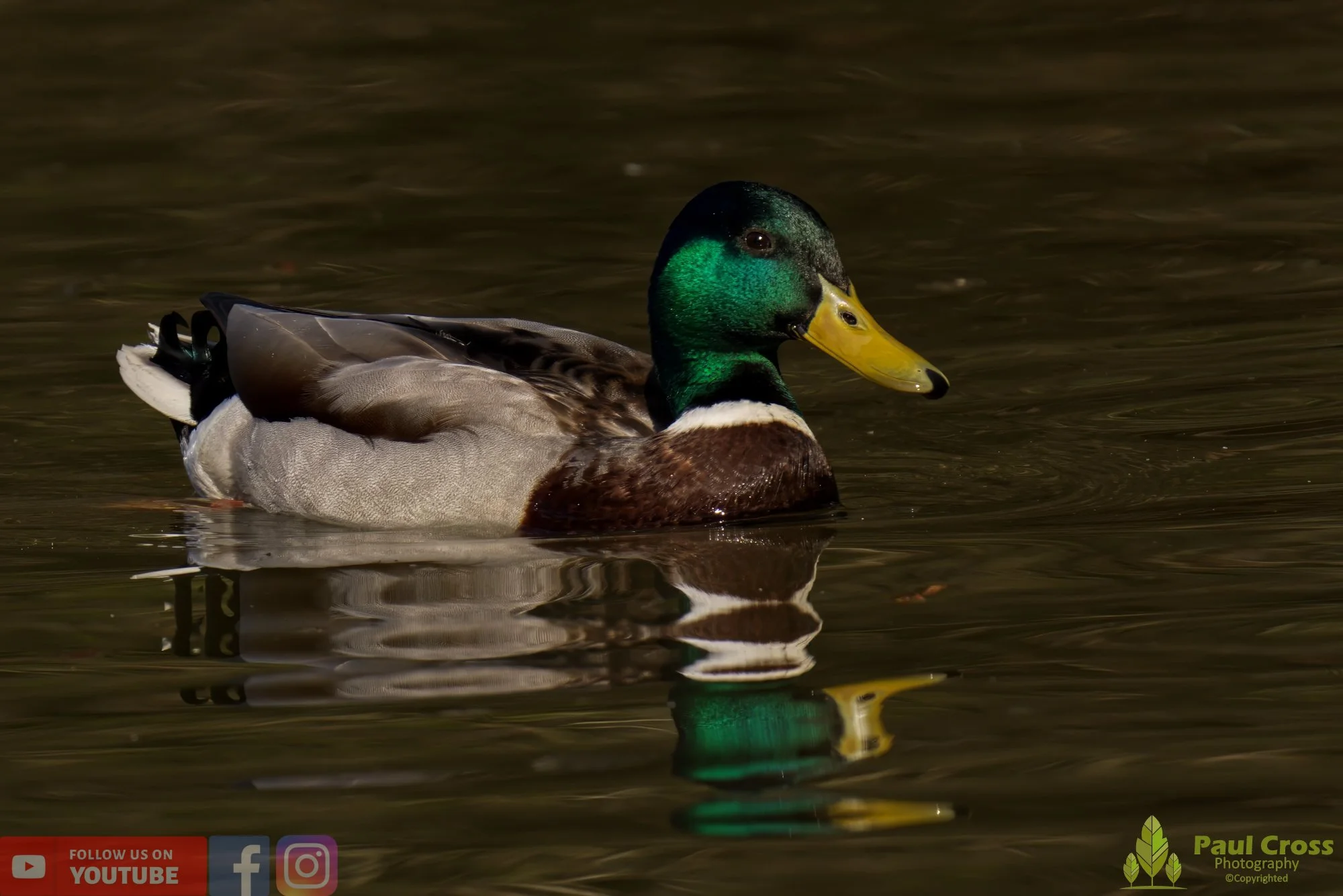 Mallard Duck-00987.jpg