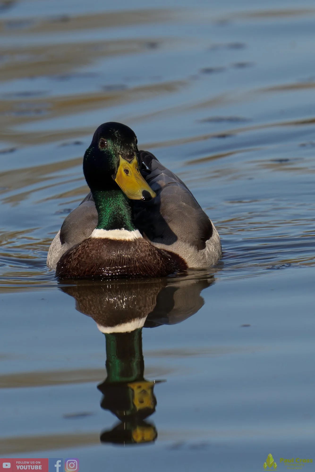 Mallard Duck-00988.jpg