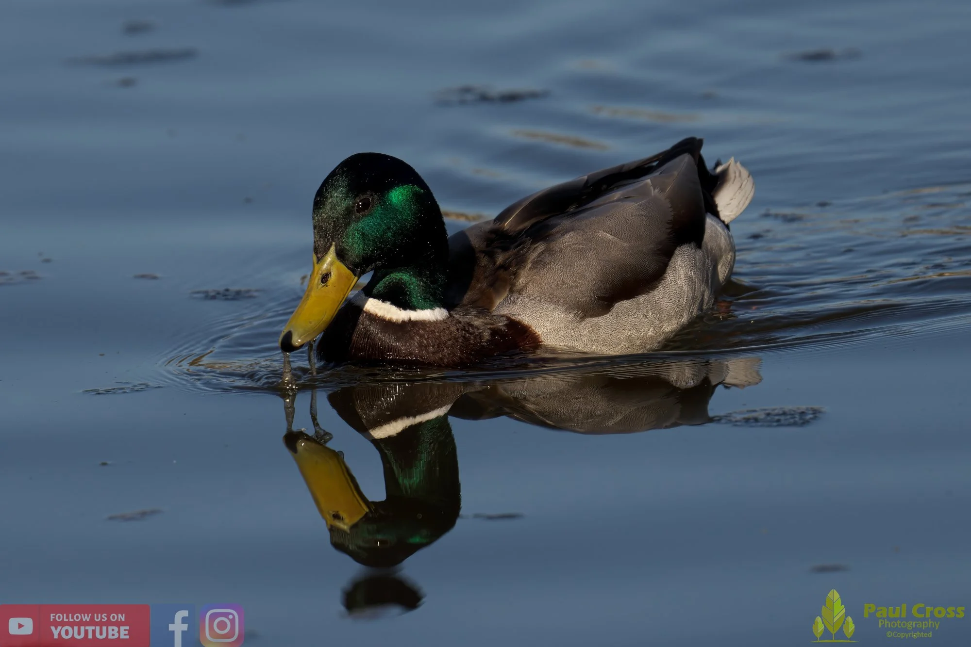 Mallard Duck-00989.jpg