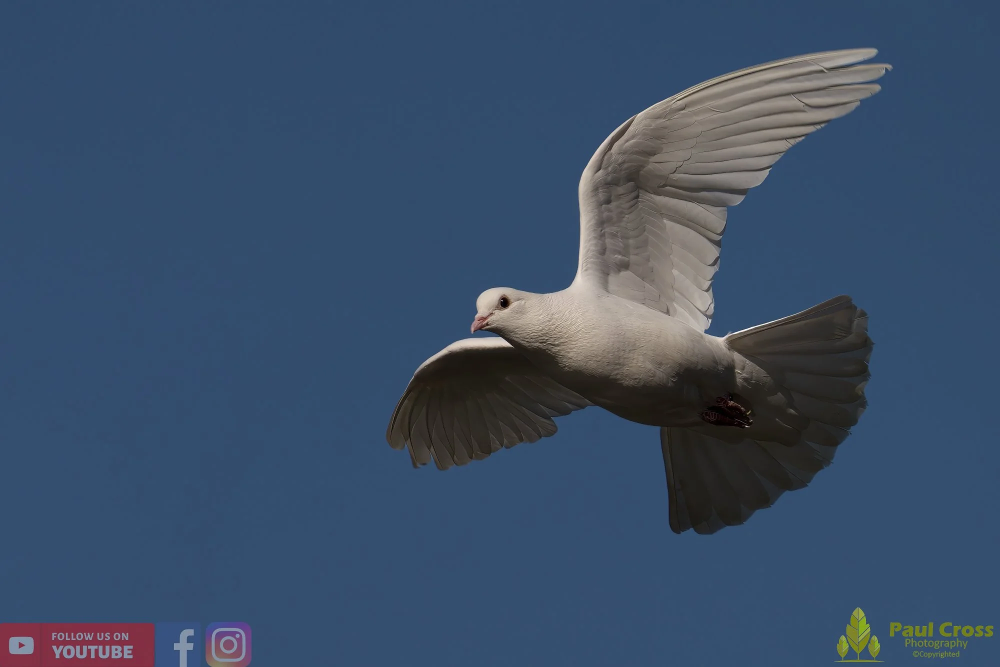 White Dove-00019.jpg
