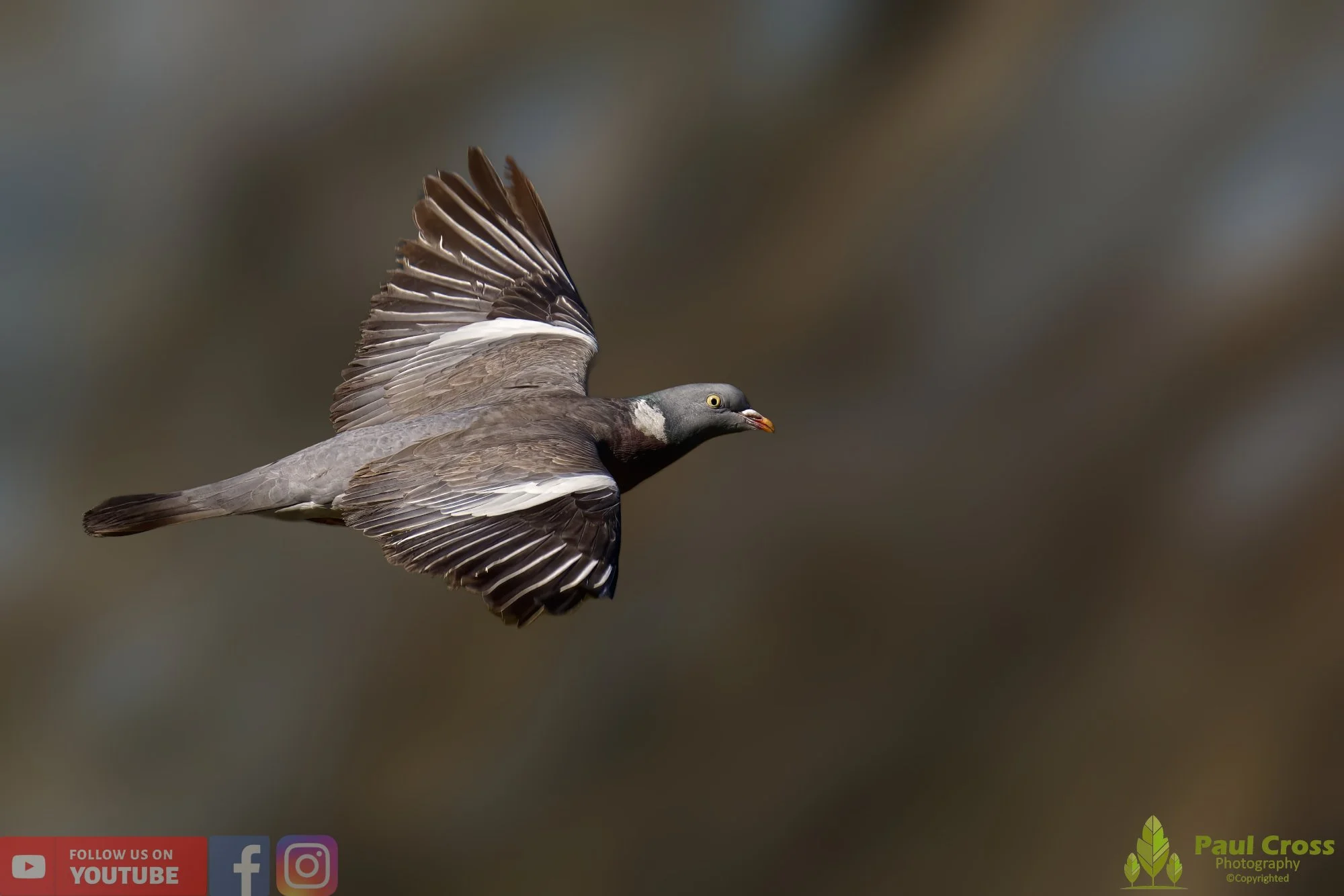 Wood Pigeon-00171.jpg