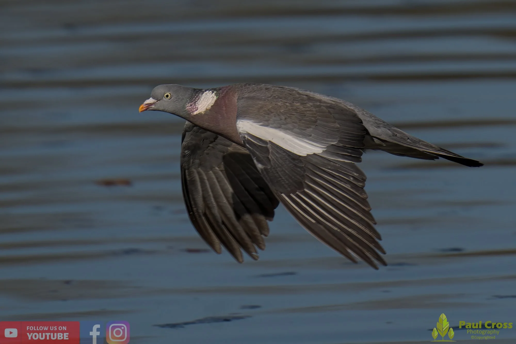 Wood Pigeon-00175.jpg