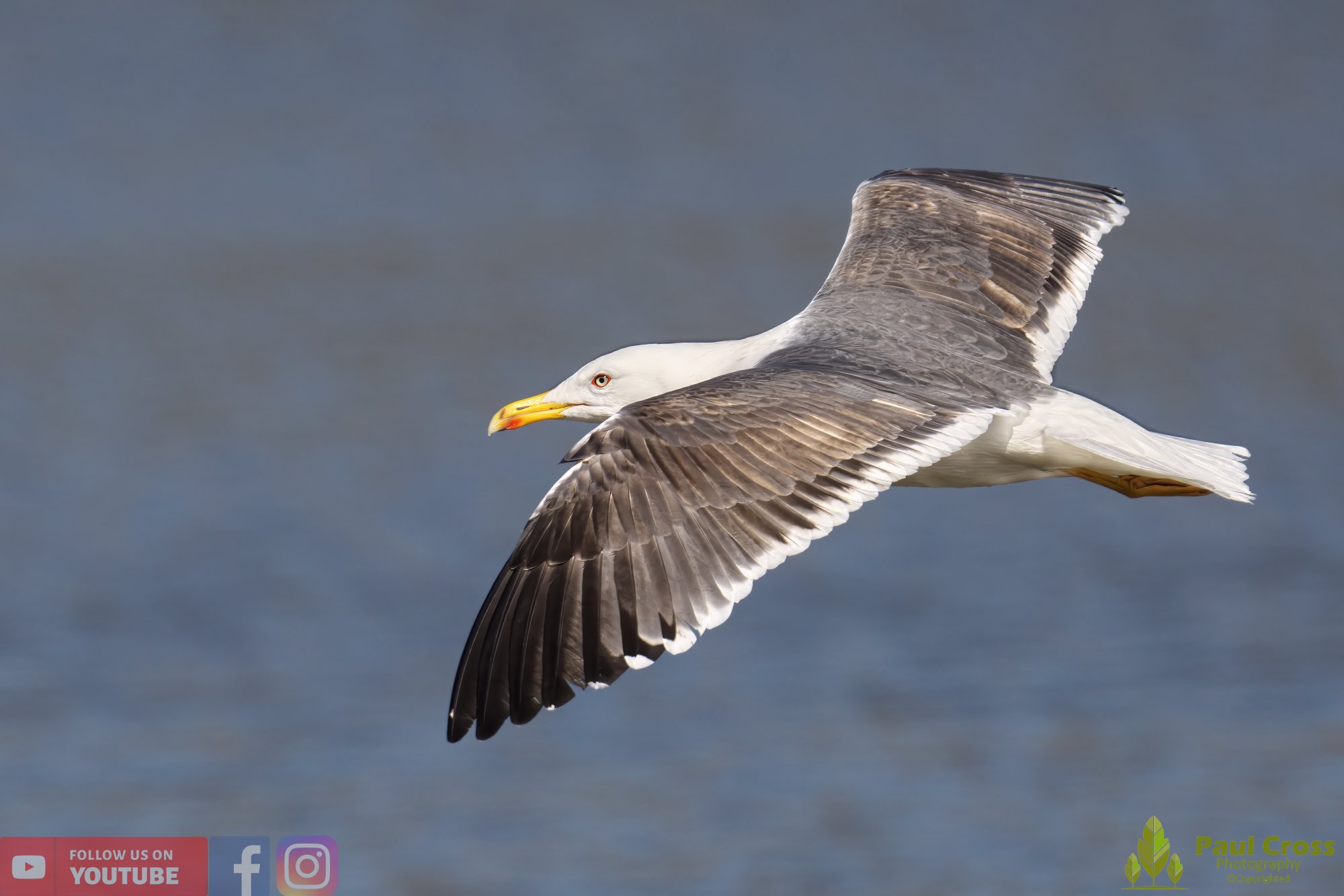 Yellow-Legged Gull-00024.jpg