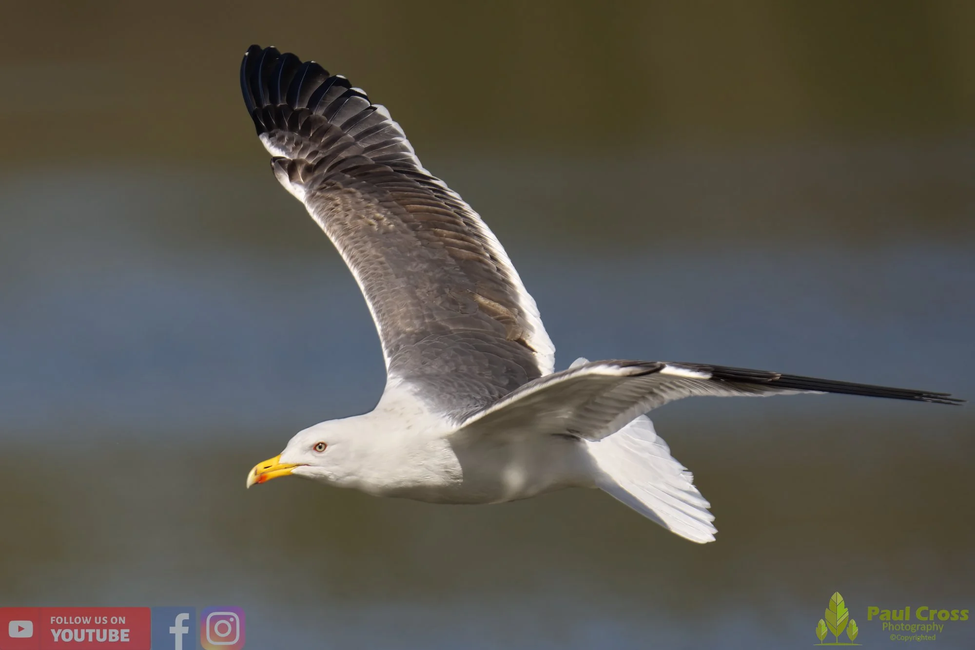 Yellow-Legged Gull-00025.jpg